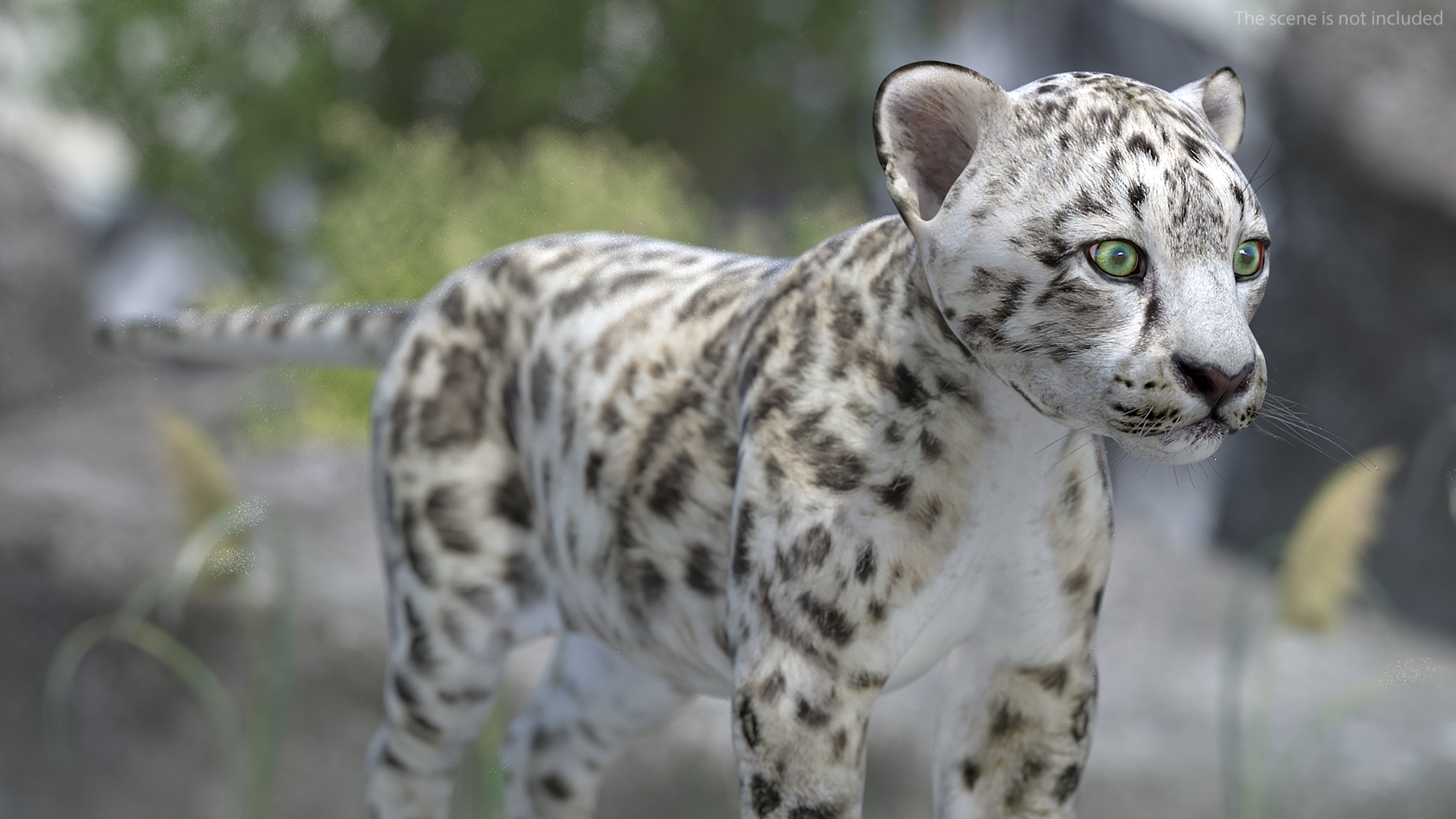 3D Snow Leopard Cub