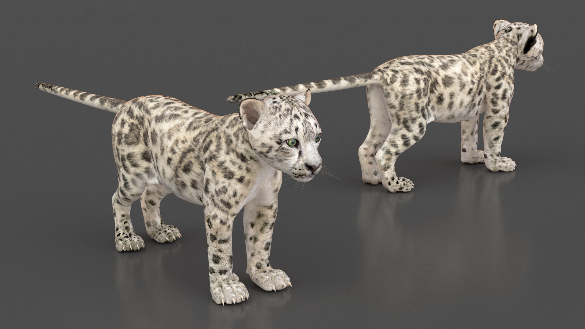 3D Snow Leopard Cub