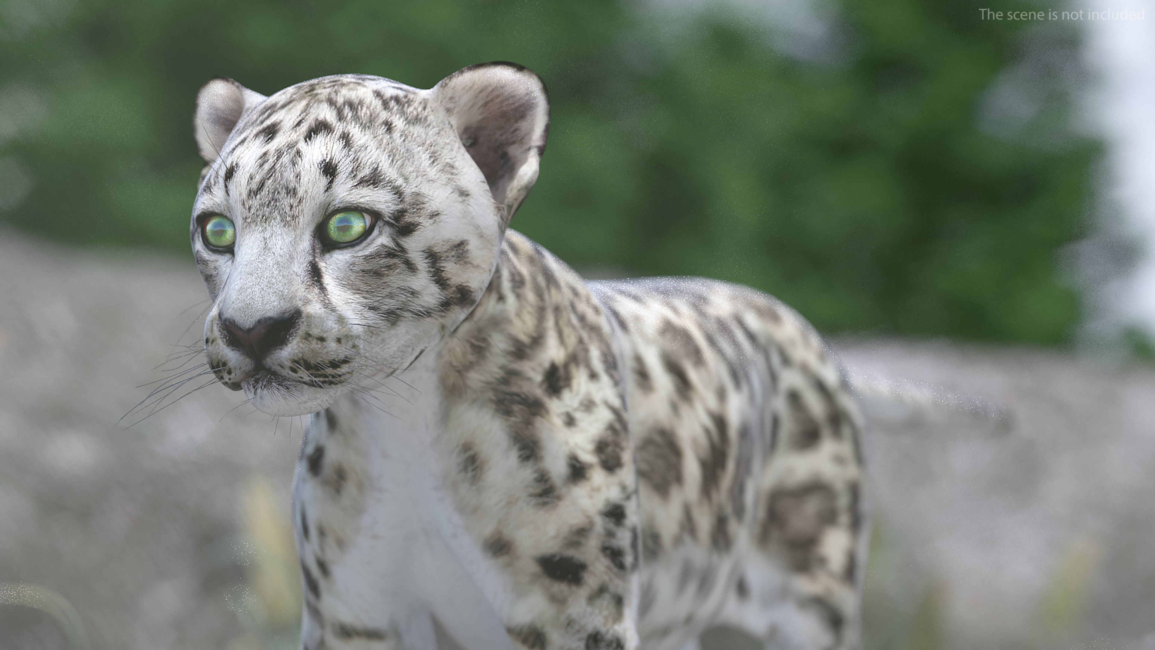 3D Snow Leopard Cub