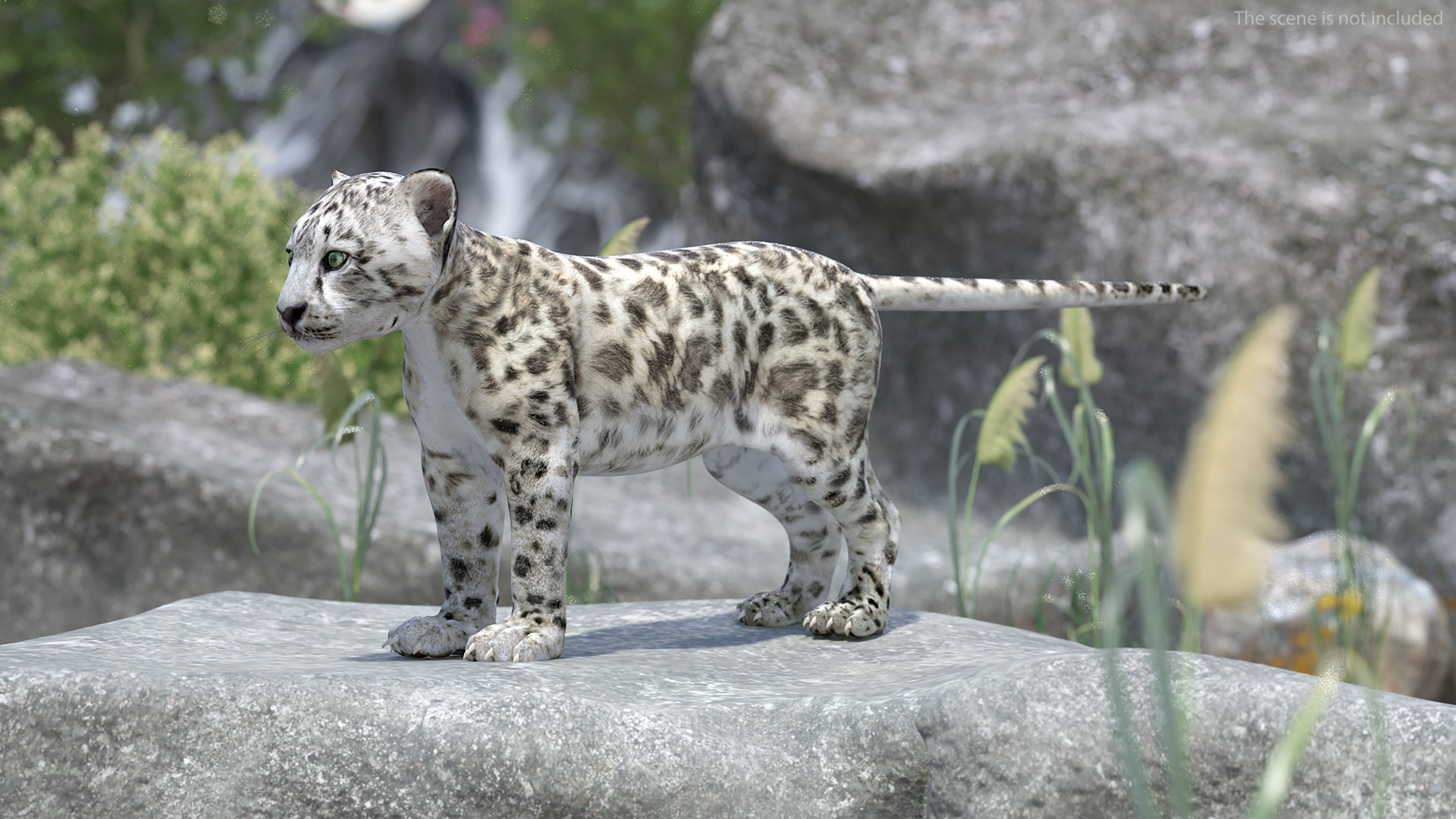 3D Snow Leopard Cub