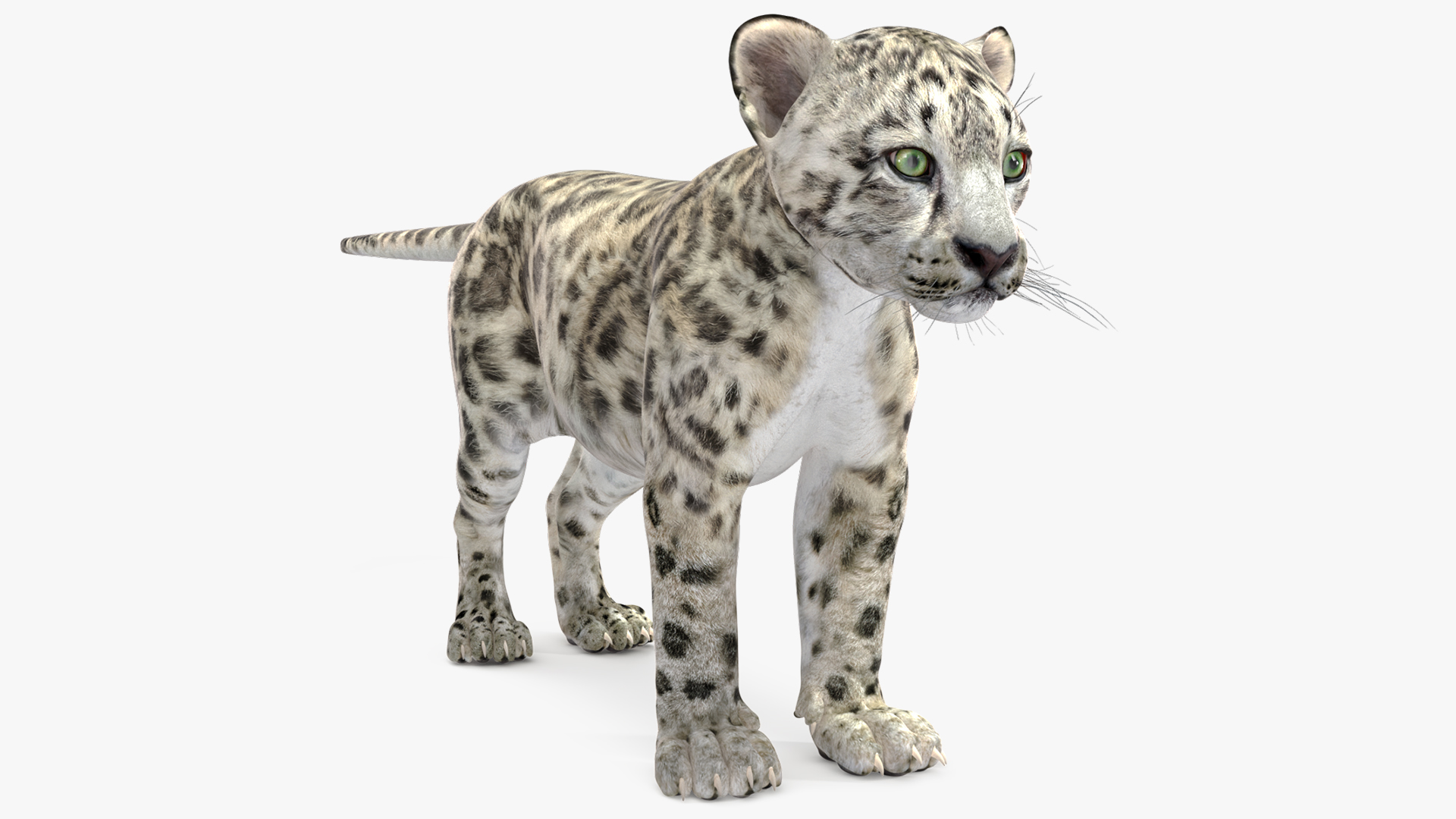 3D Snow Leopard Cub