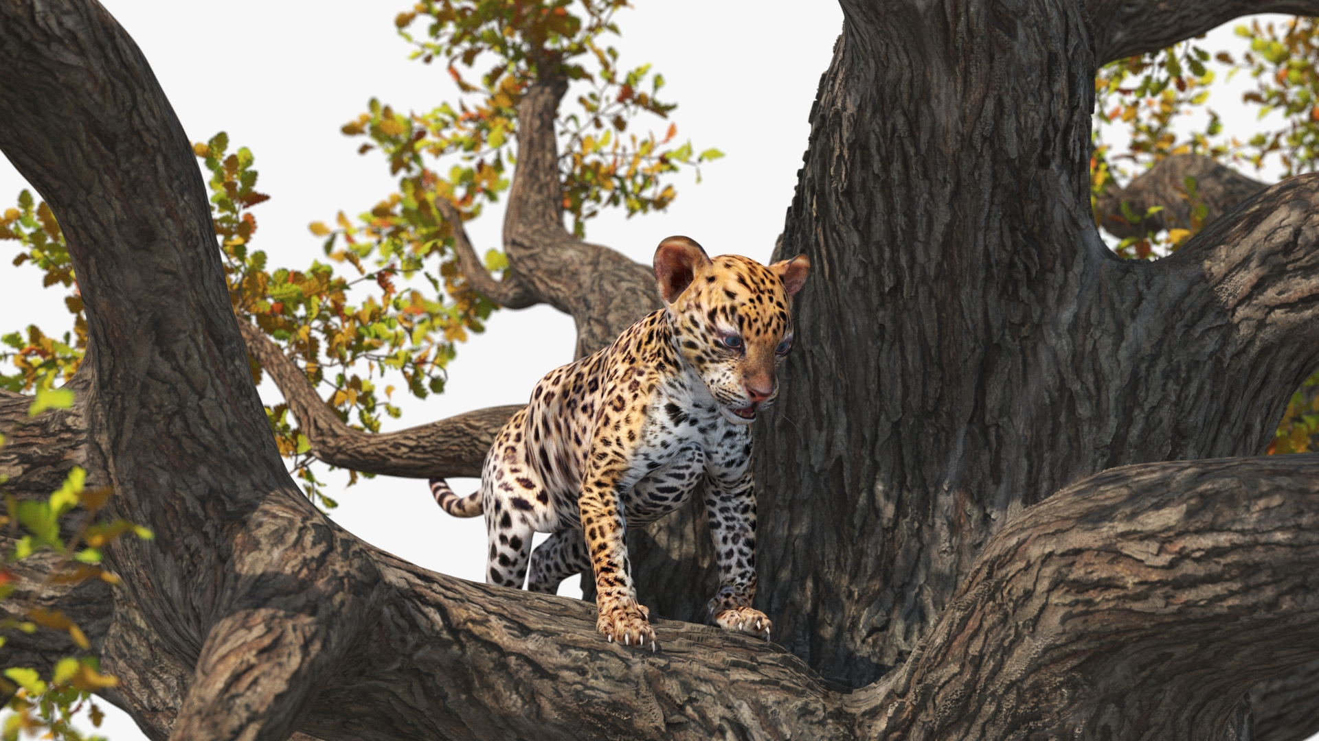 3D model Leopard Cub on Ancient Twisted Tree