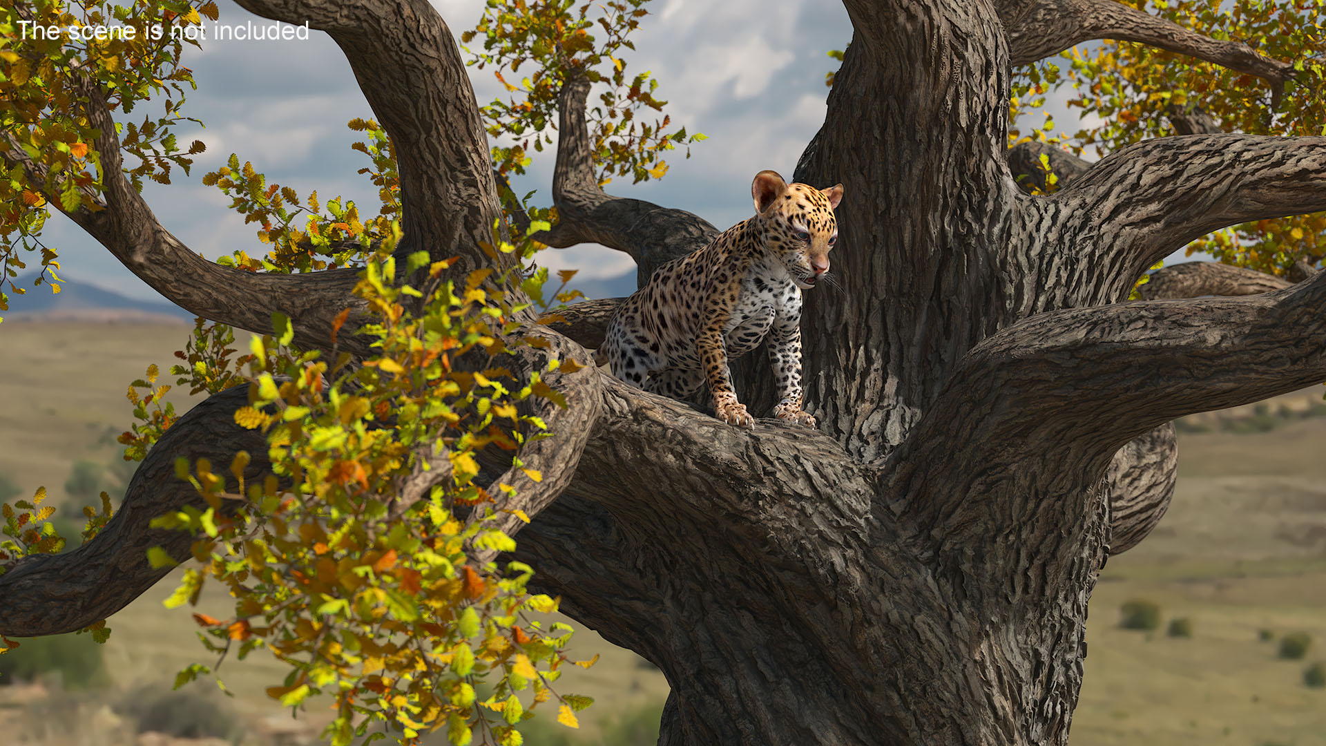 3D model Leopard Cub on Ancient Twisted Tree