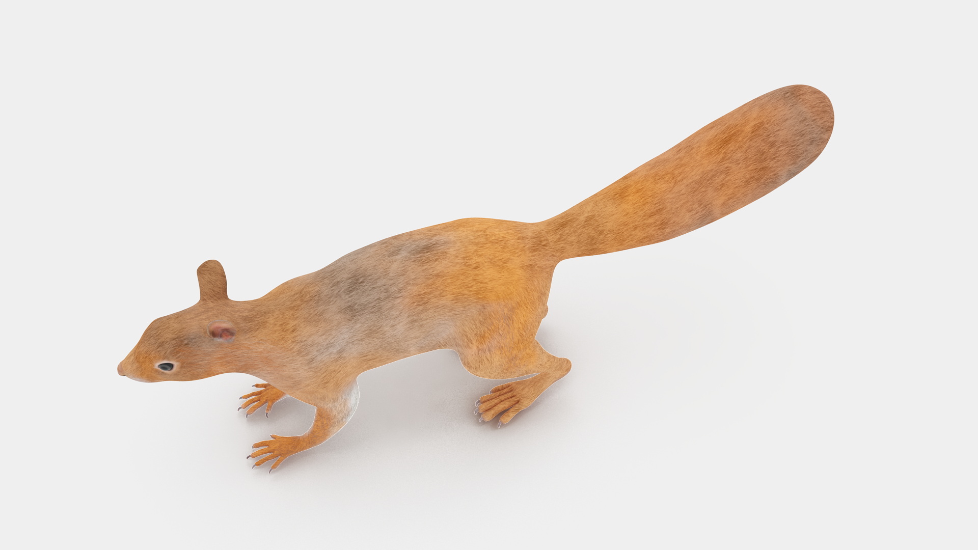 Red Squirrel 3D