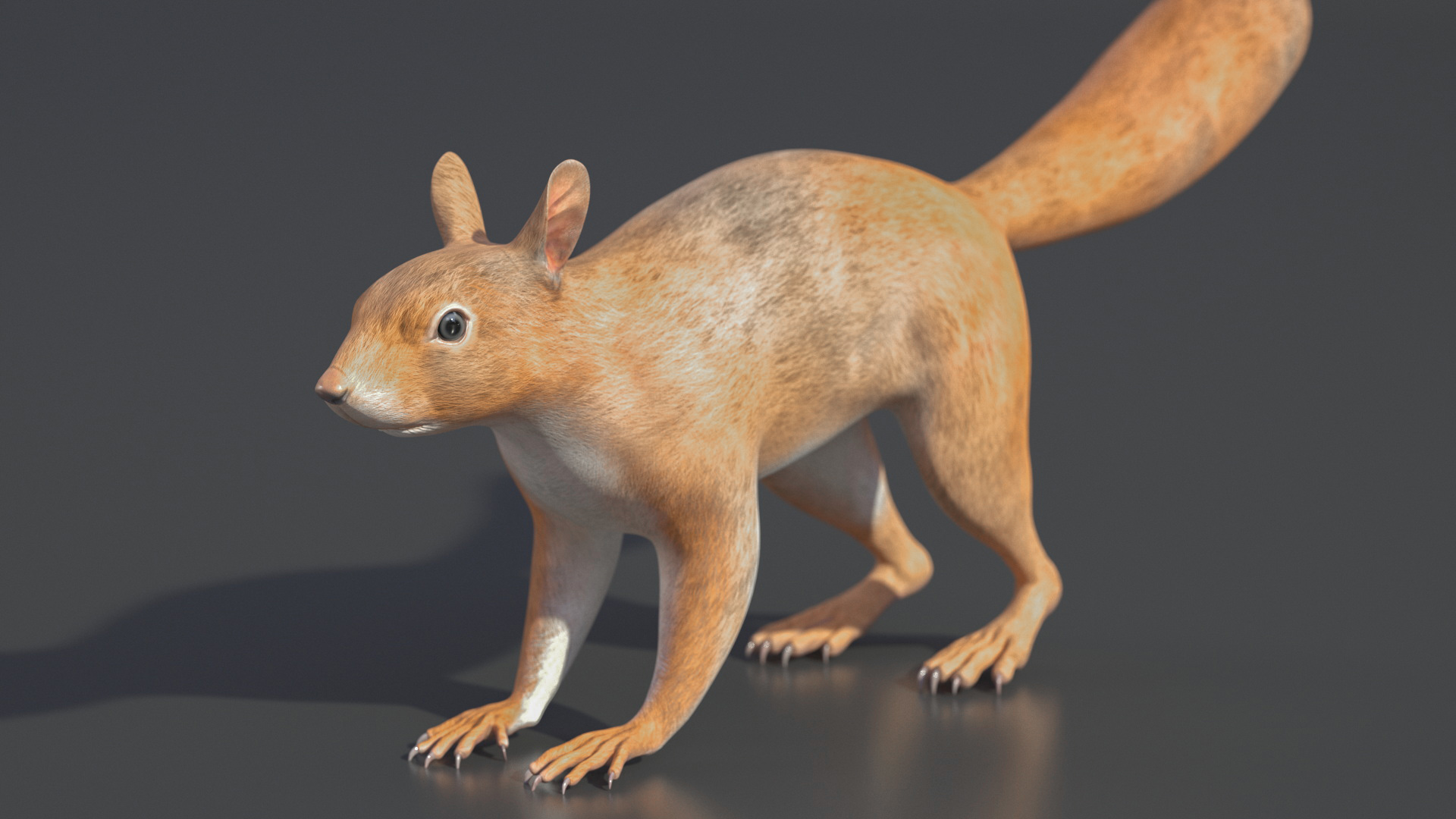 Red Squirrel 3D