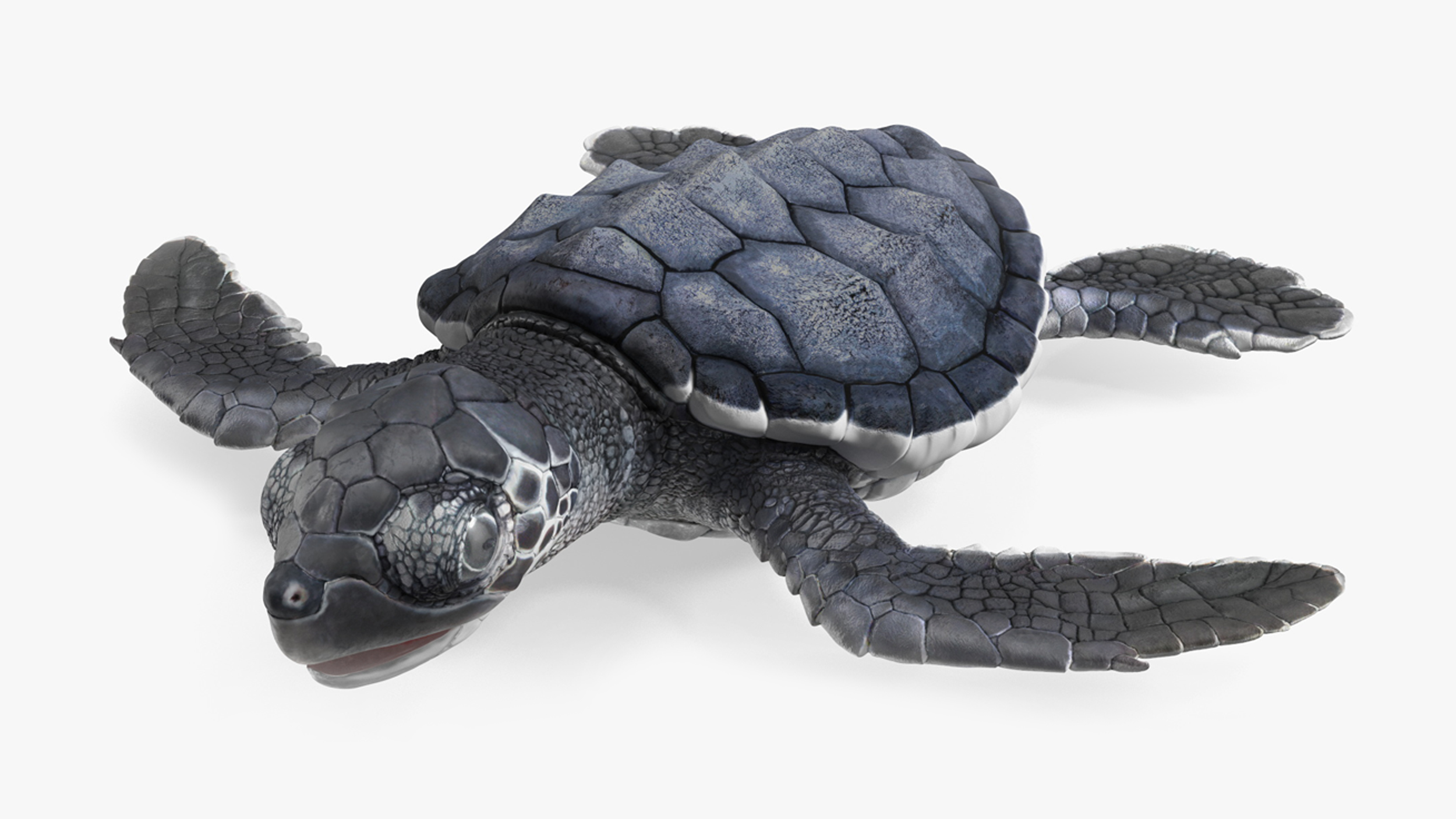 Baby Sea Turtle Black Rigged for Cinema 4D 3D