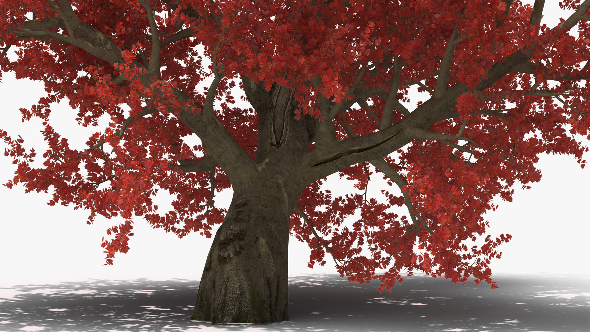 3D Realistic Autumn Red Maple Tree