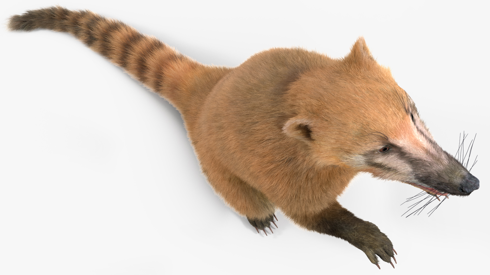 3D Coati Standing Pose Fur model