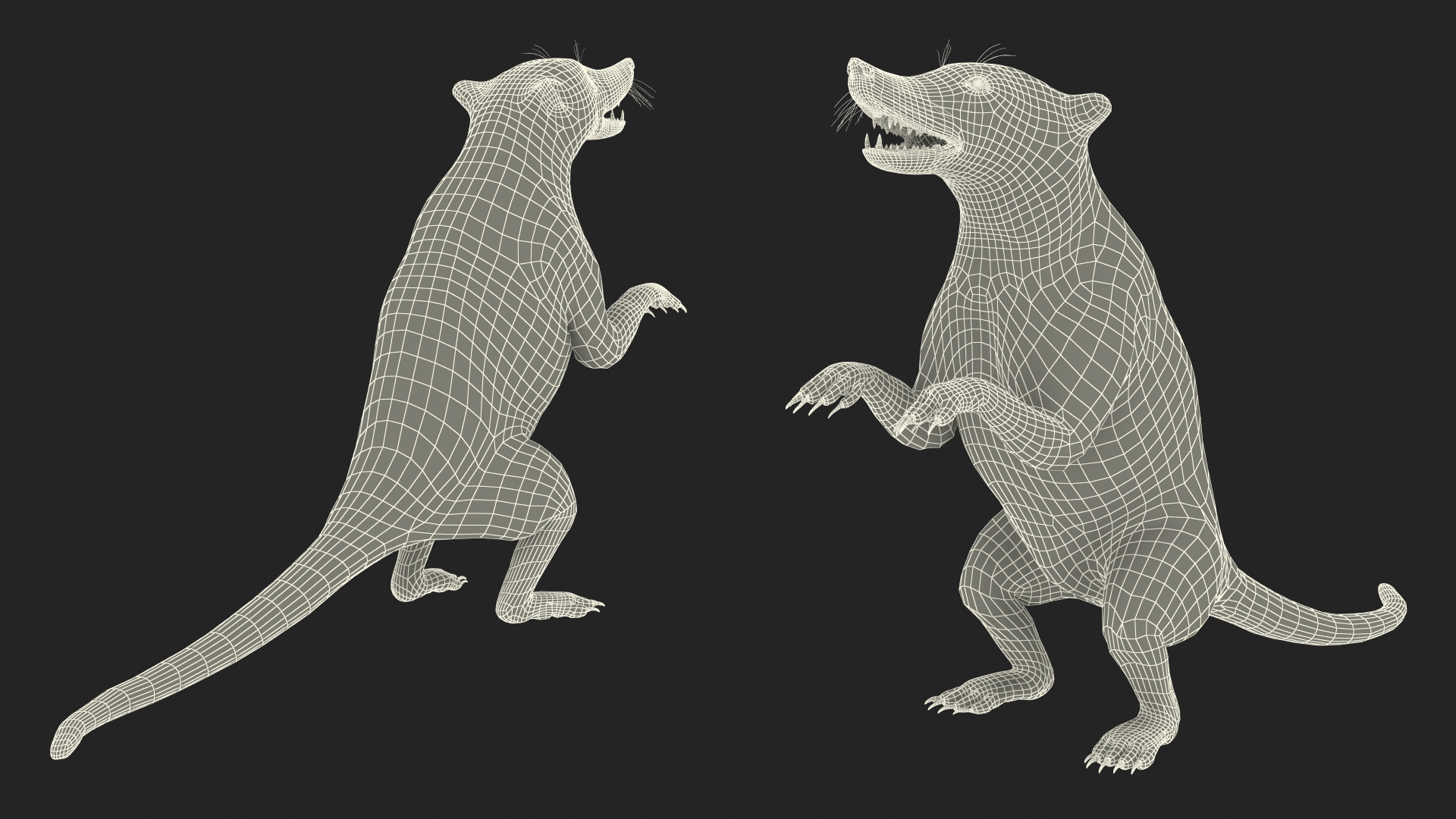 3D Coati Standing Pose Fur model