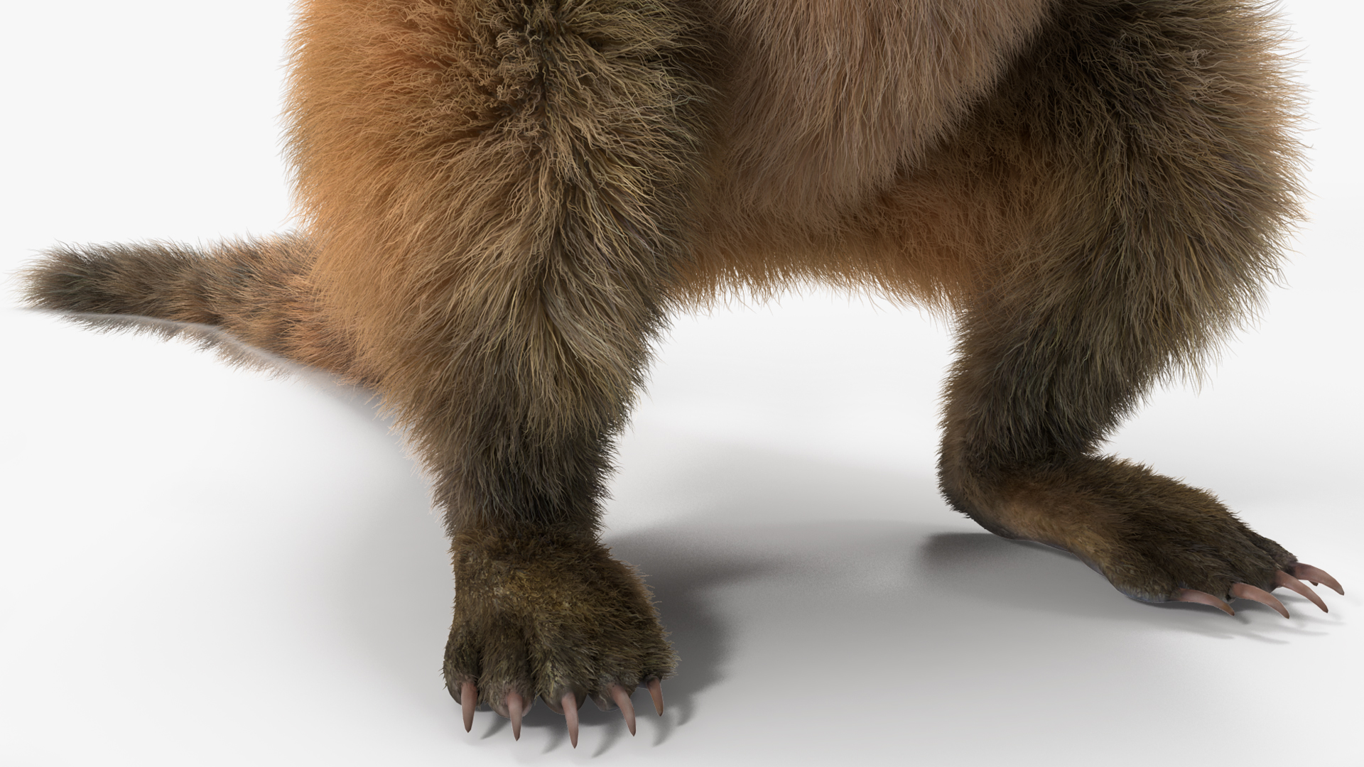 3D Coati Standing Pose Fur model