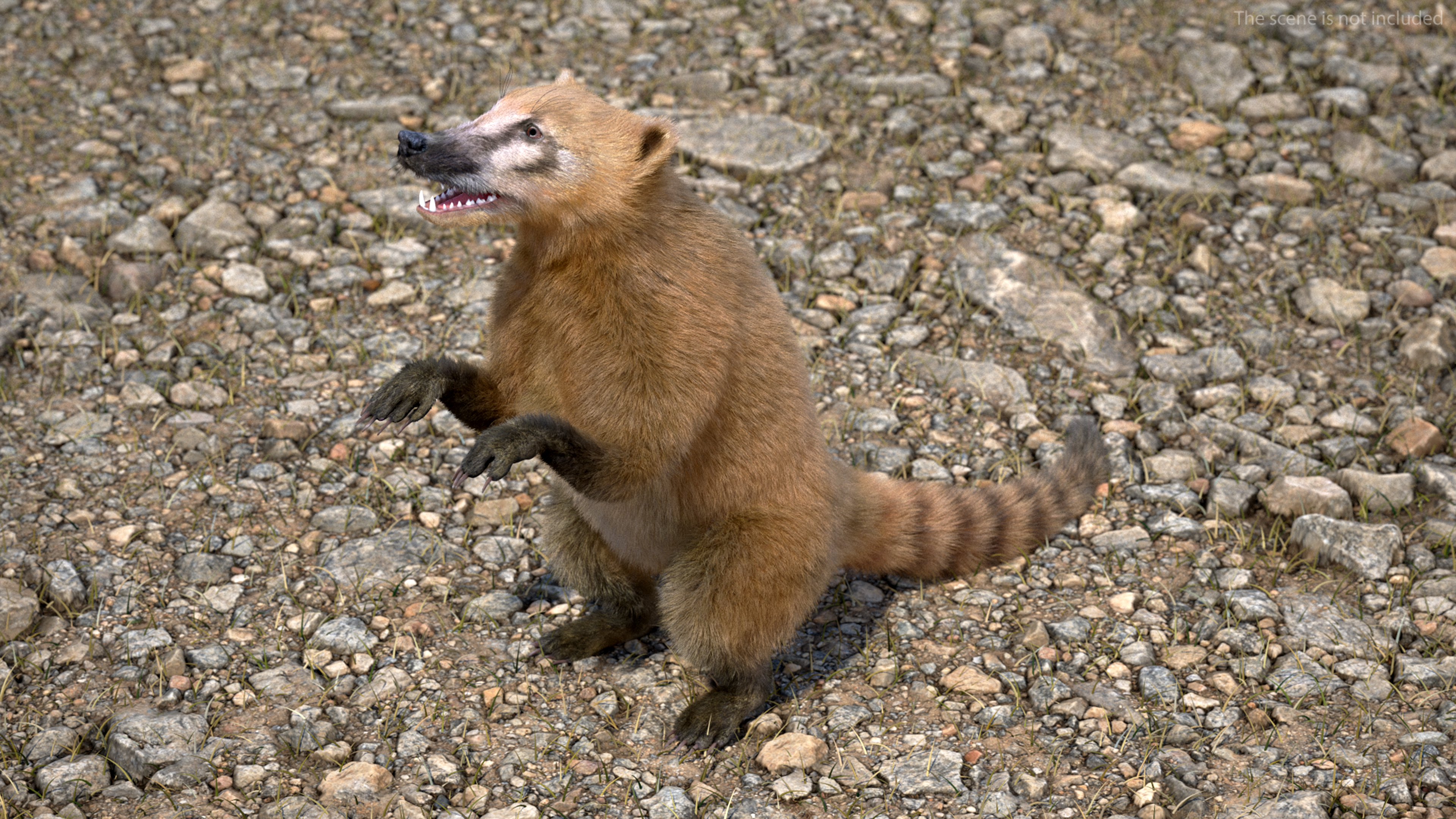 3D Coati Standing Pose Fur model