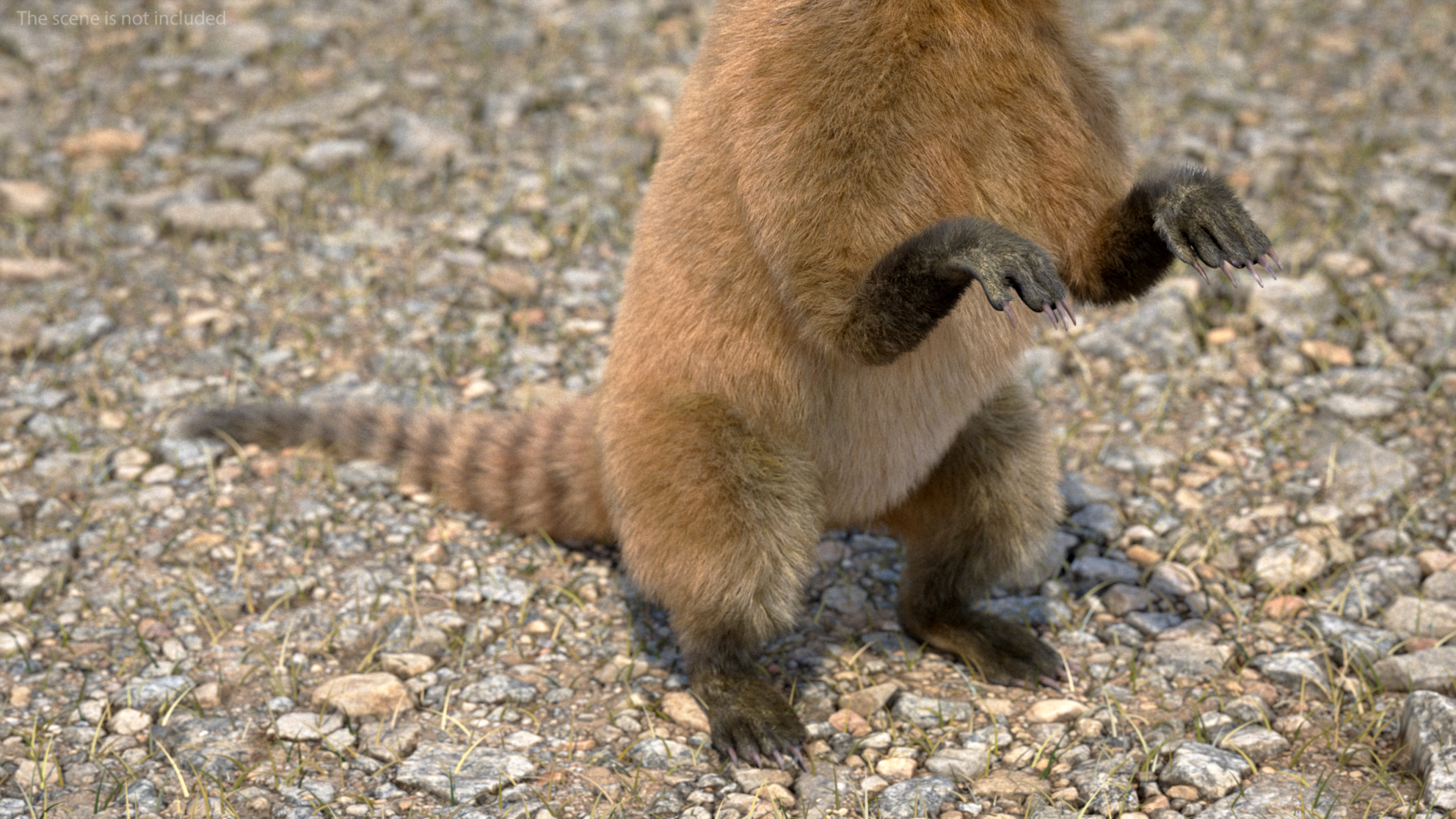 3D Coati Standing Pose Fur model