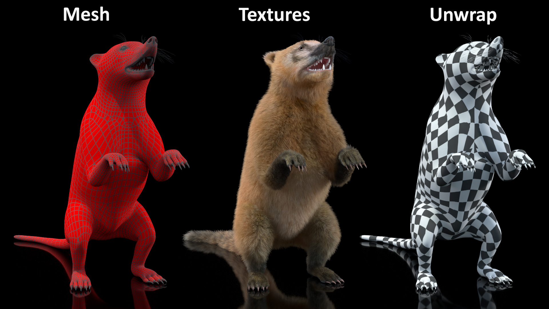 3D Coati Standing Pose Fur model