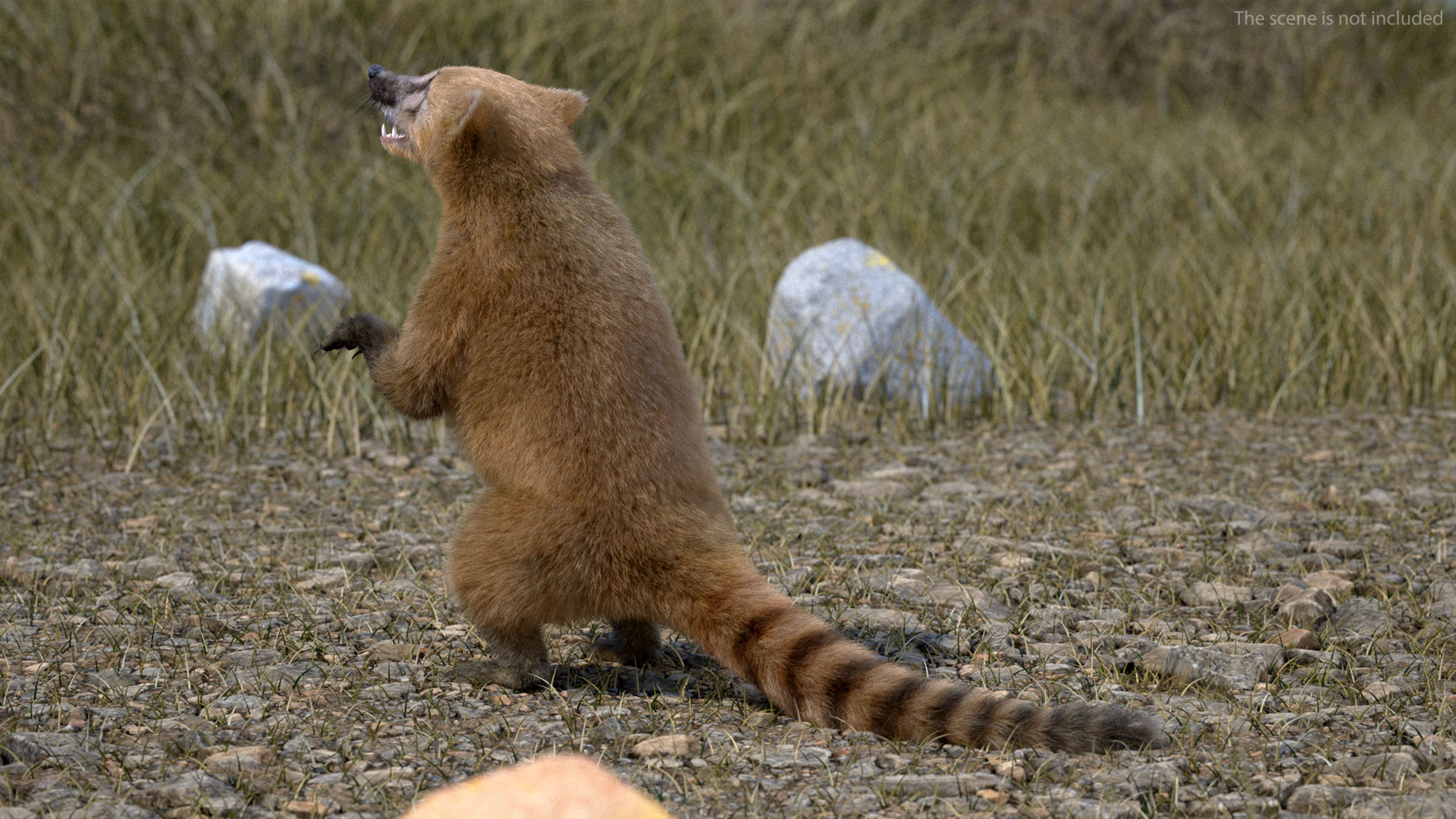 3D Coati Standing Pose Fur model