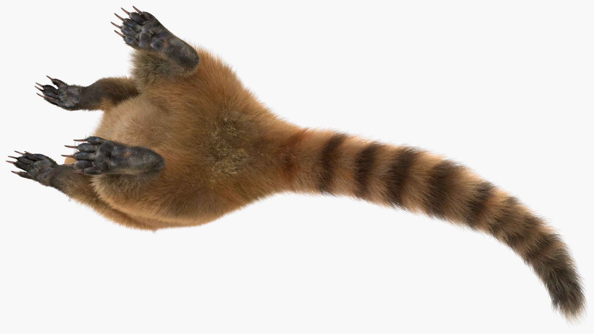 3D Coati Standing Pose Fur model