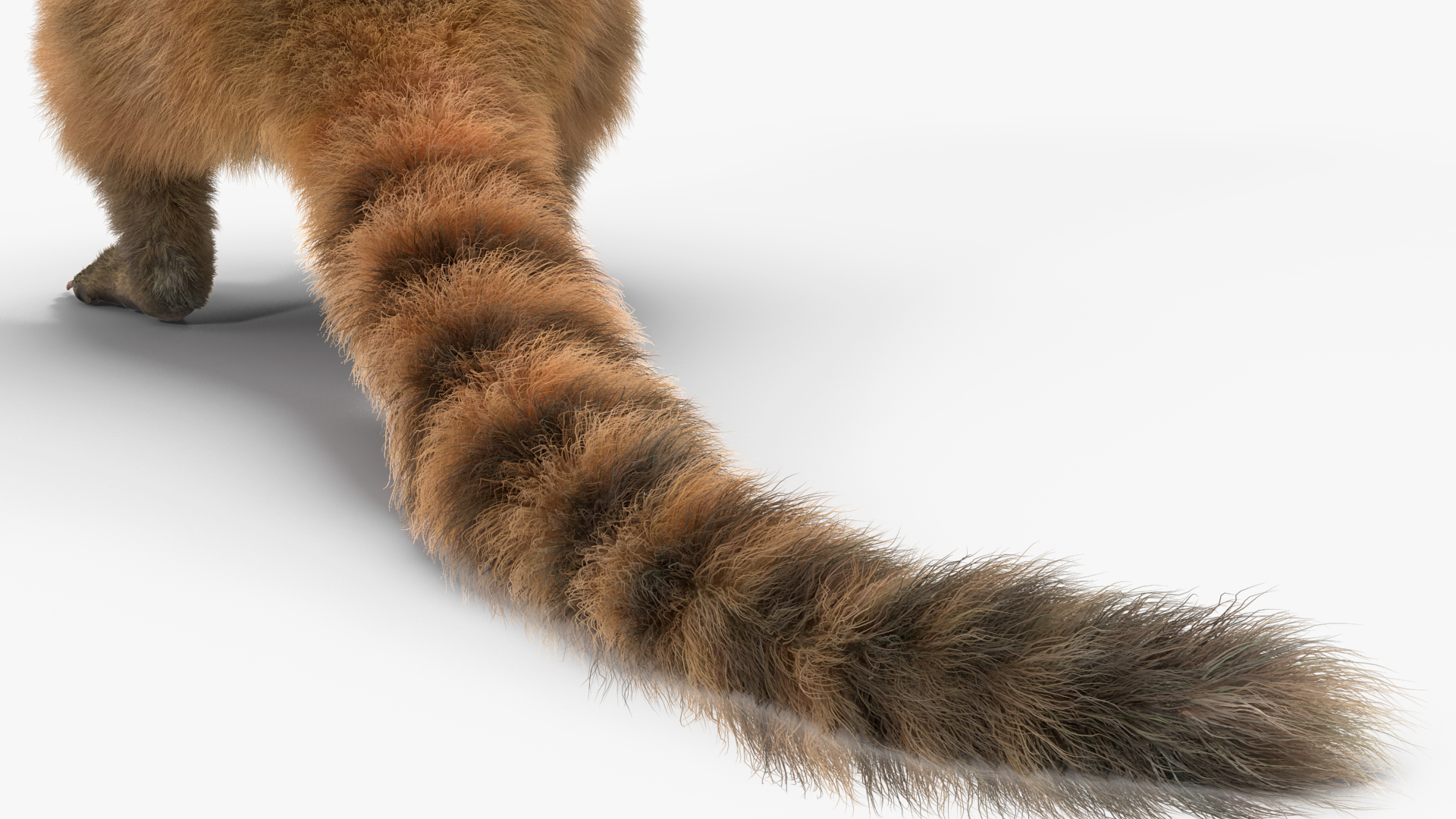 3D Coati Standing Pose Fur model