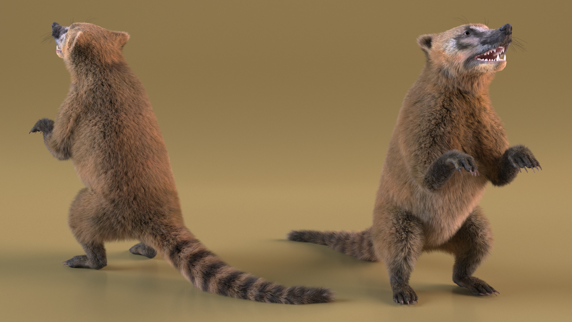 3D Coati Standing Pose Fur model