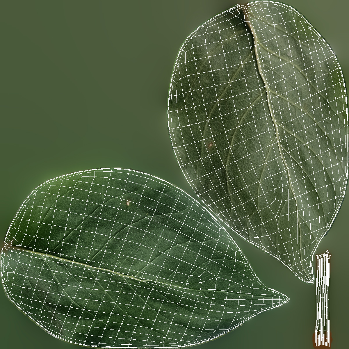 3D Quince Leaf