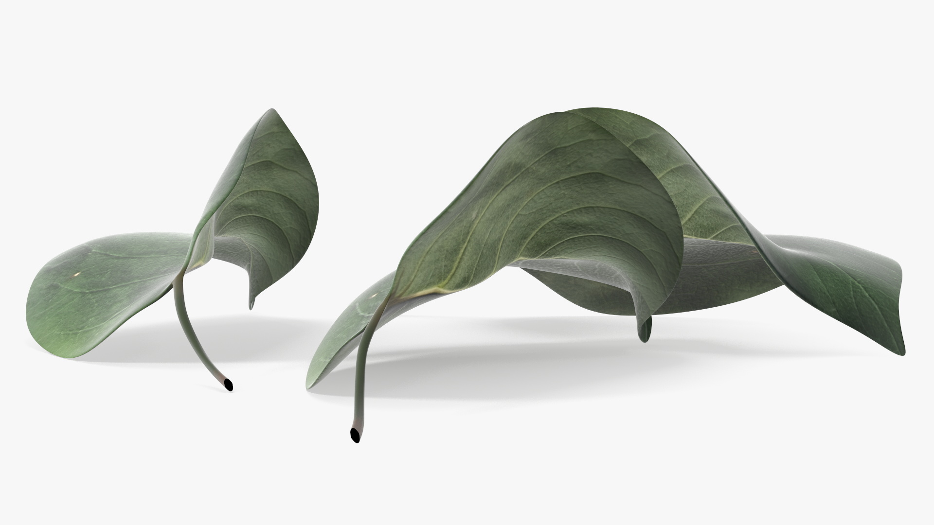 3D Quince Leaf