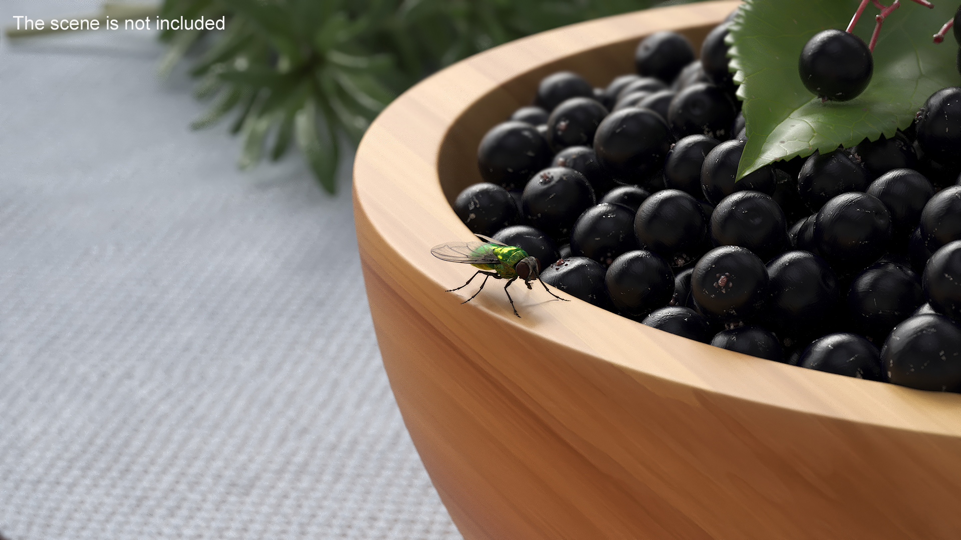 Realistic House Fly 3D model