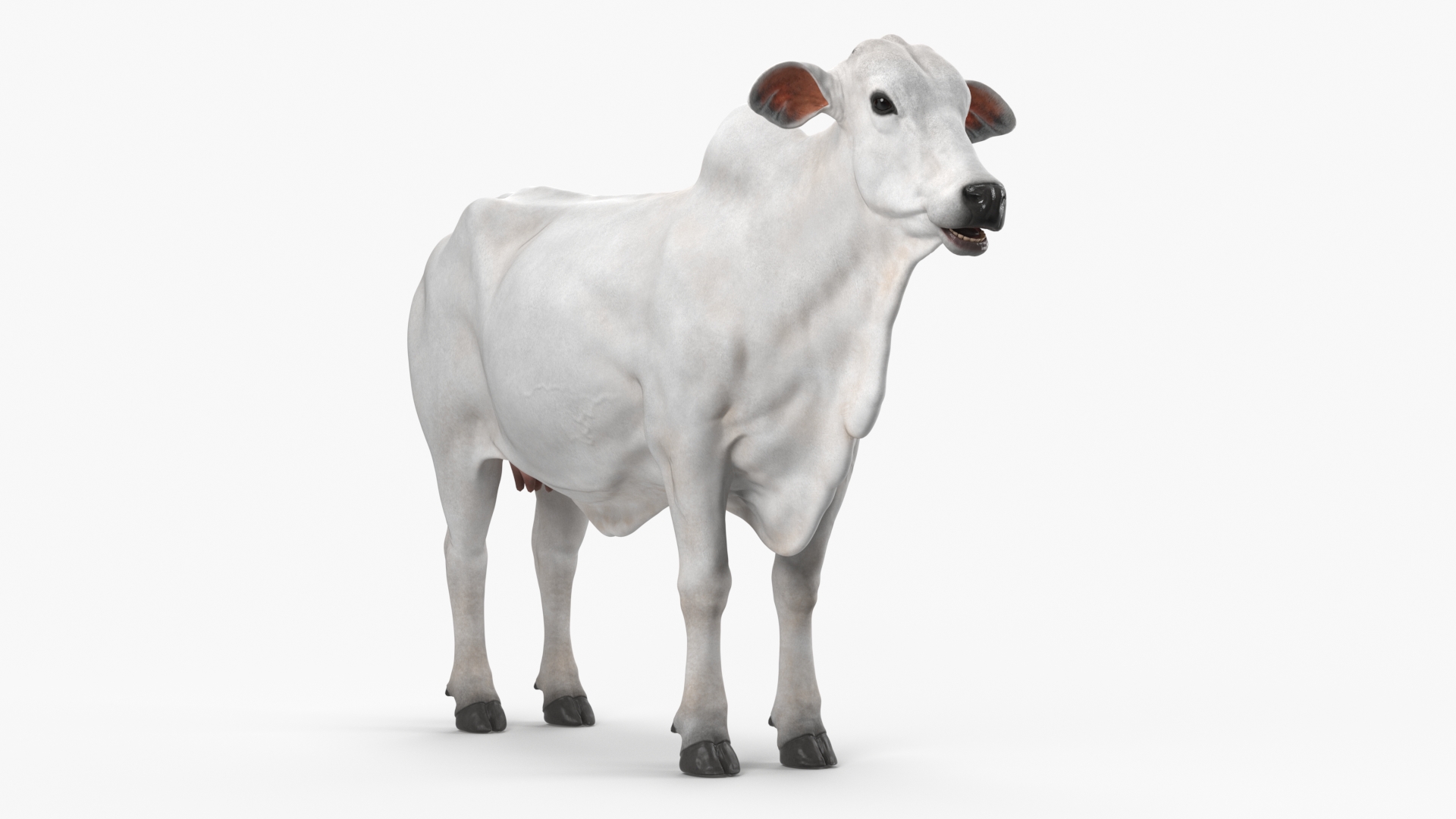 3D model Ongole Cattle Female