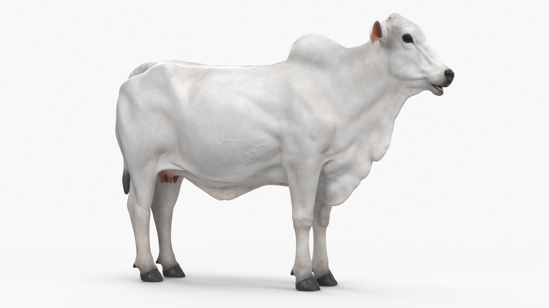 3D model Ongole Cattle Female