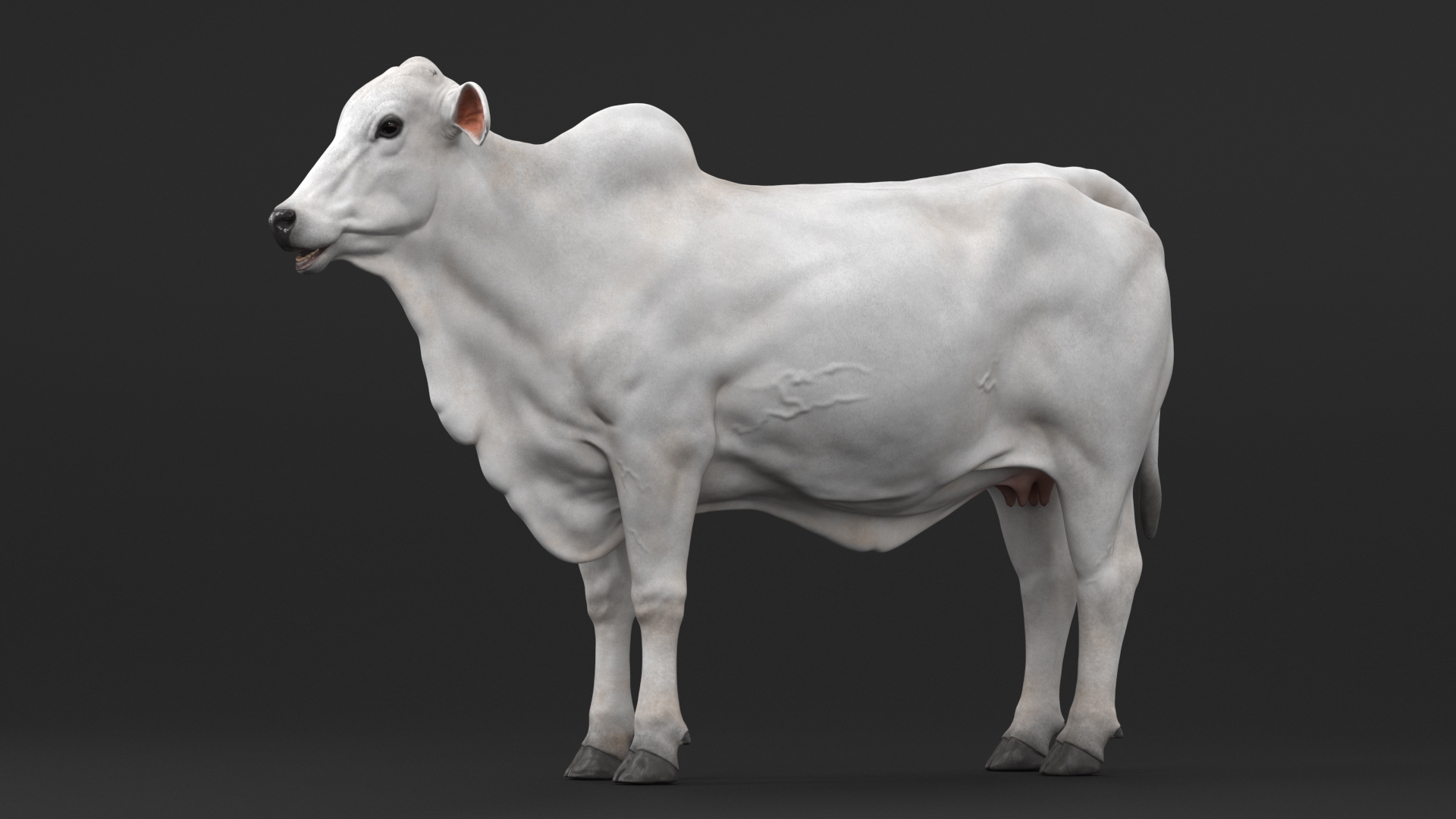 3D model Ongole Cattle Female