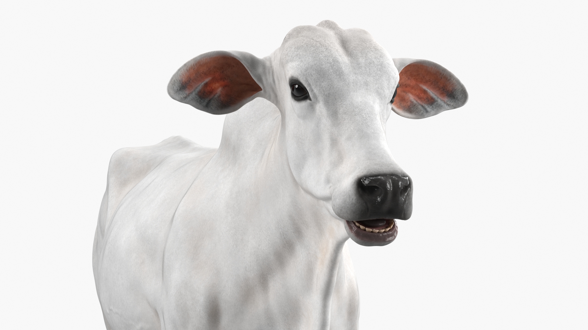 3D model Ongole Cattle Female