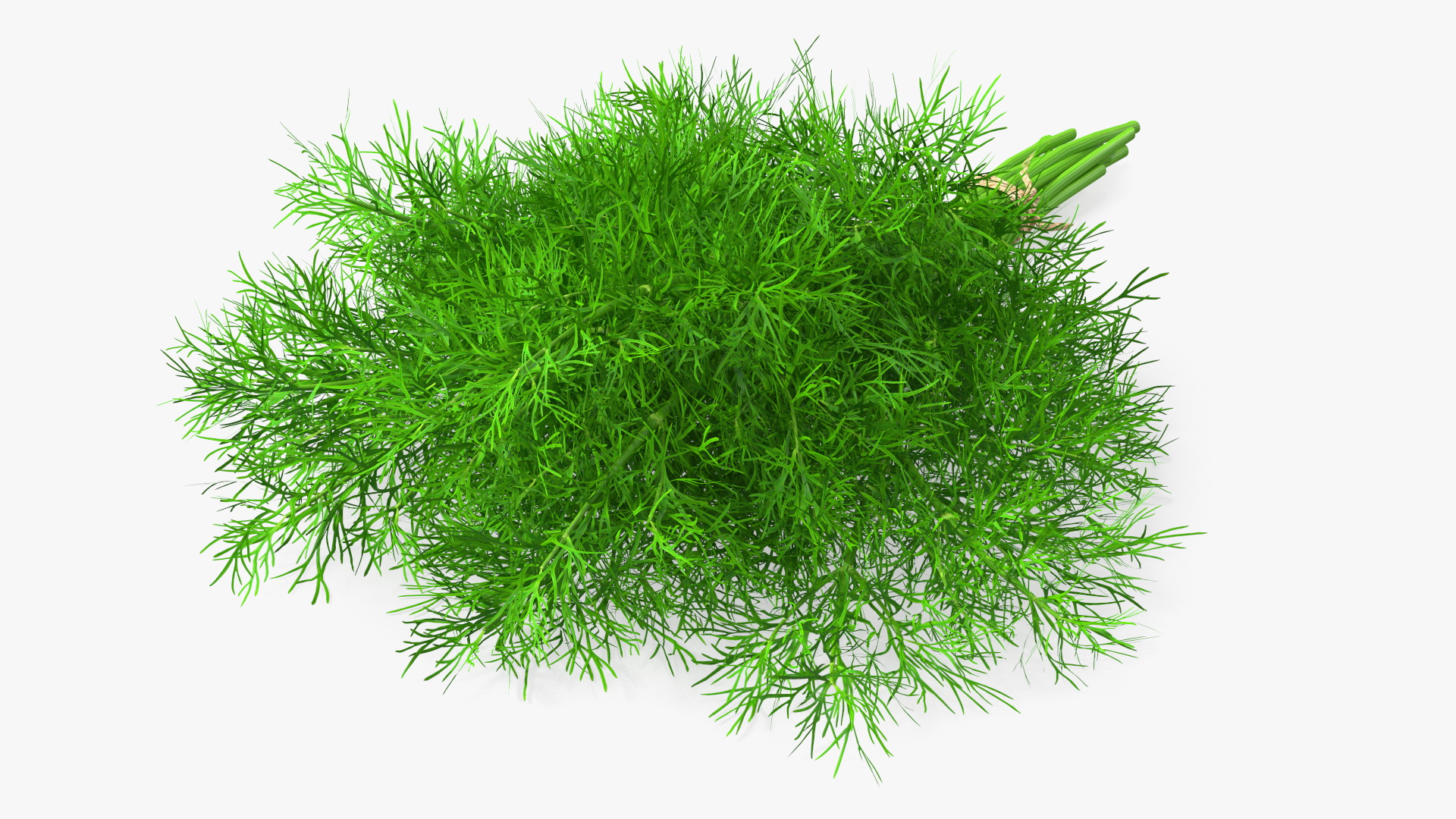 3D model Dill Bunch With Rope