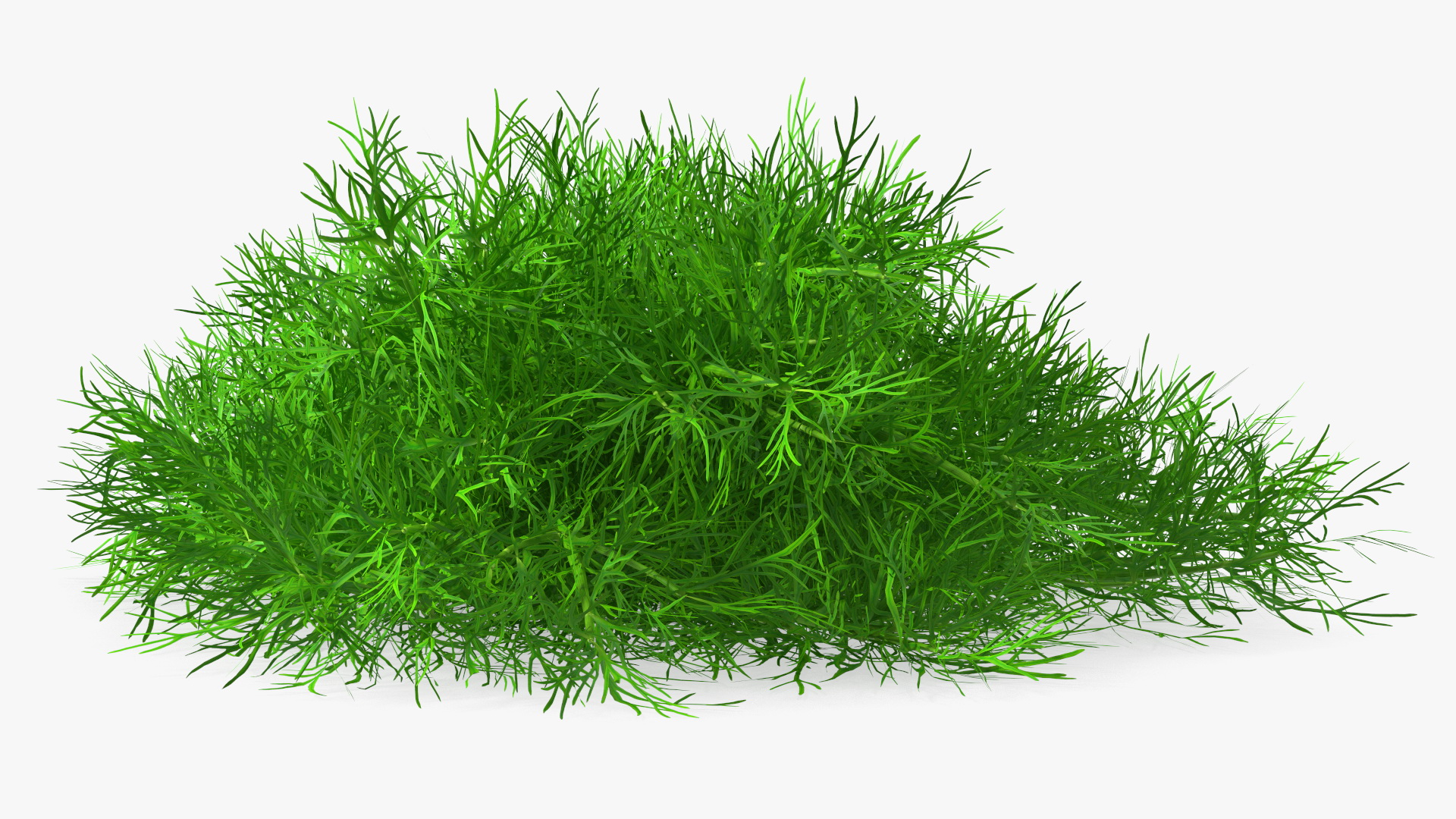 3D model Dill Bunch With Rope