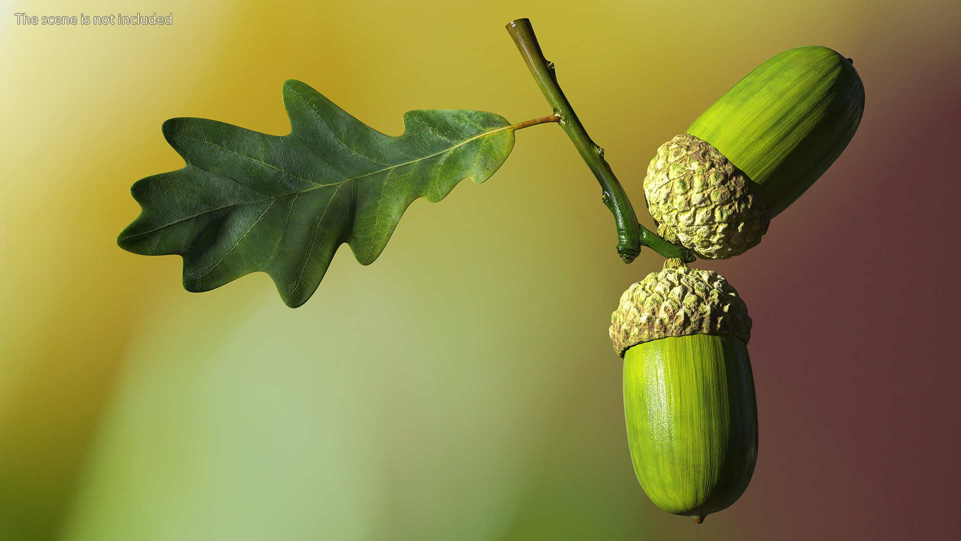 Green Acorns with Leaf 3D