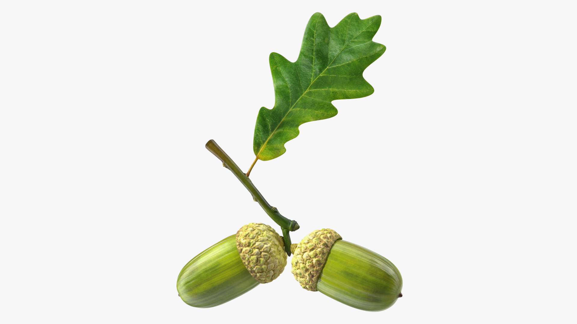 Green Acorns with Leaf 3D