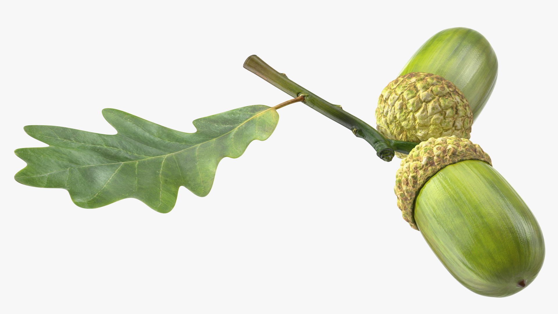 Green Acorns with Leaf 3D