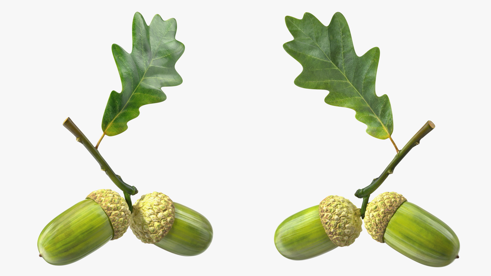 Green Acorns with Leaf 3D