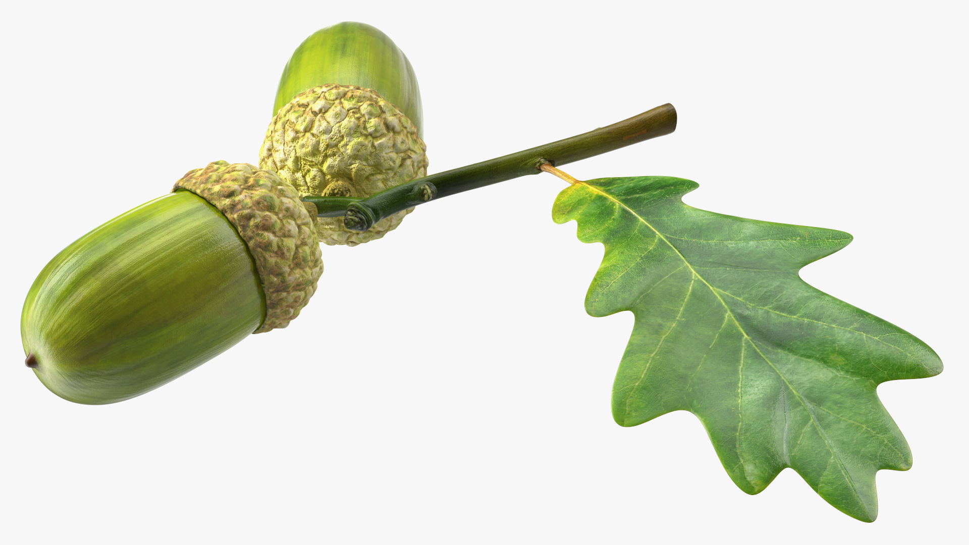 Green Acorns with Leaf 3D