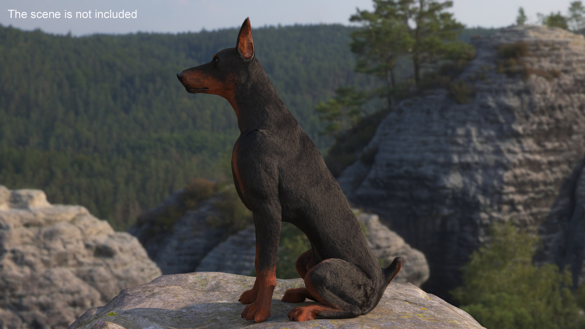 3D Doberman Pinscher Sits Fur