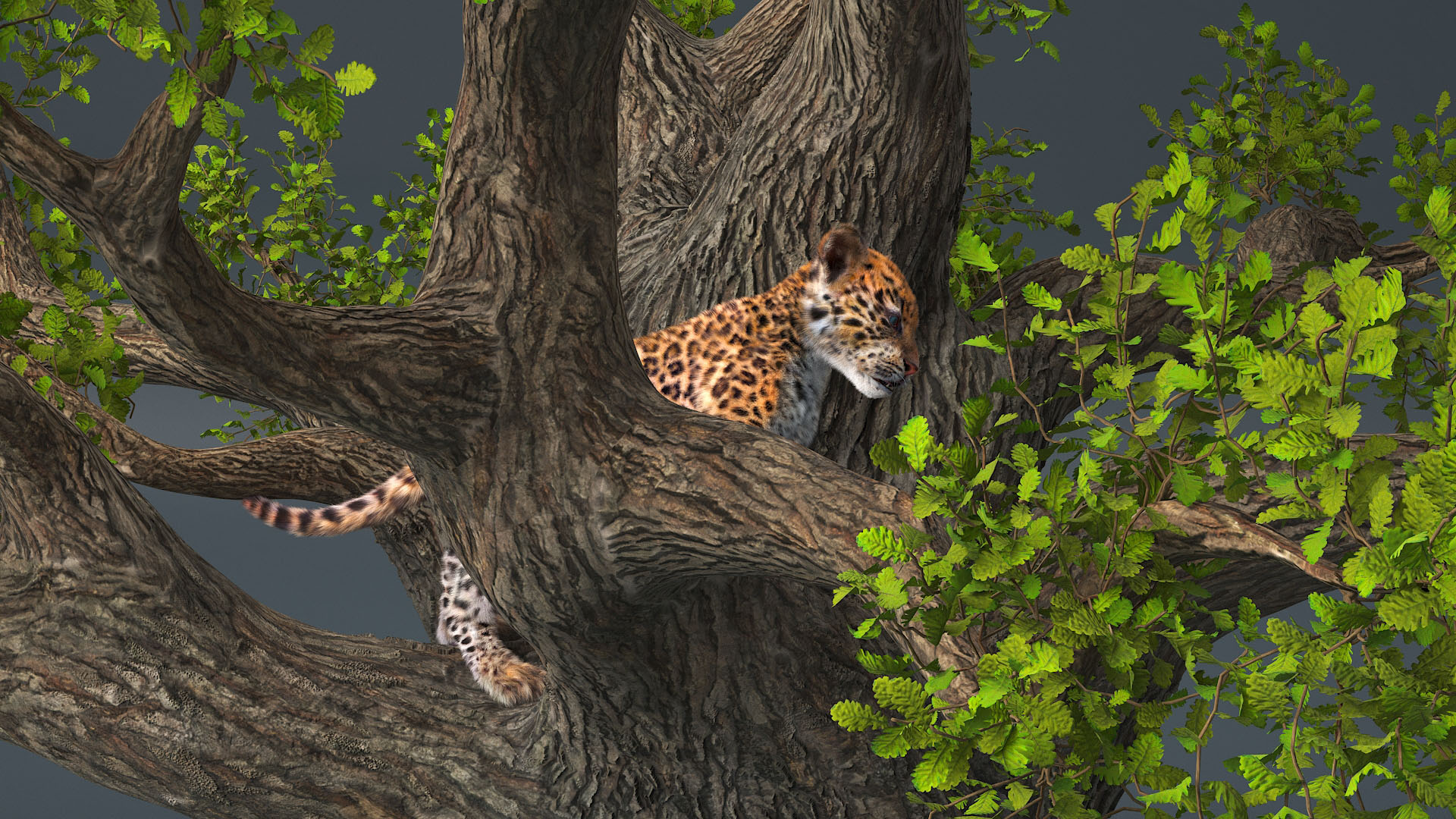 Leopard Cub on Ancient Twisted Tree Fur 3D model