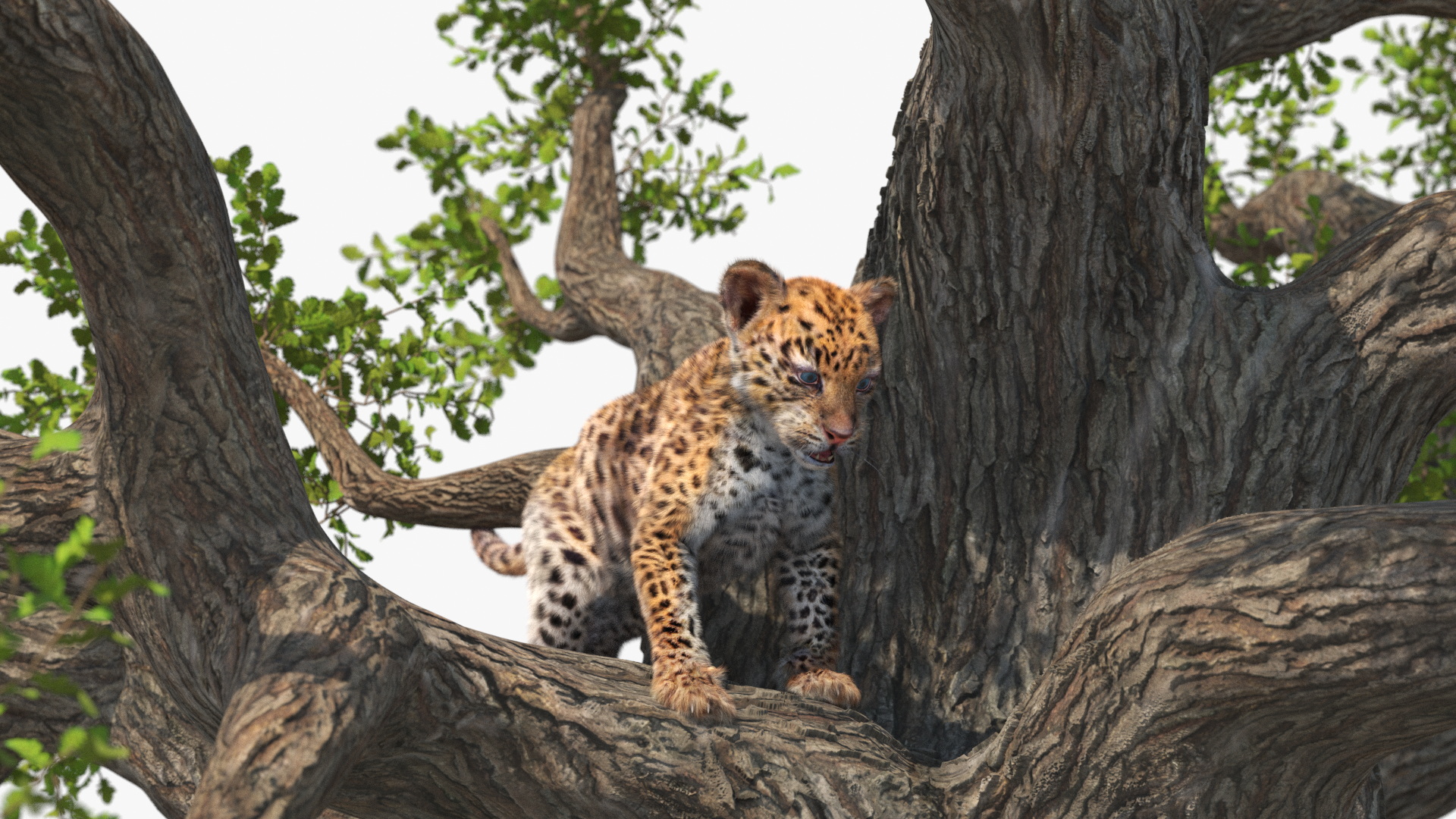 Leopard Cub on Ancient Twisted Tree Fur 3D model