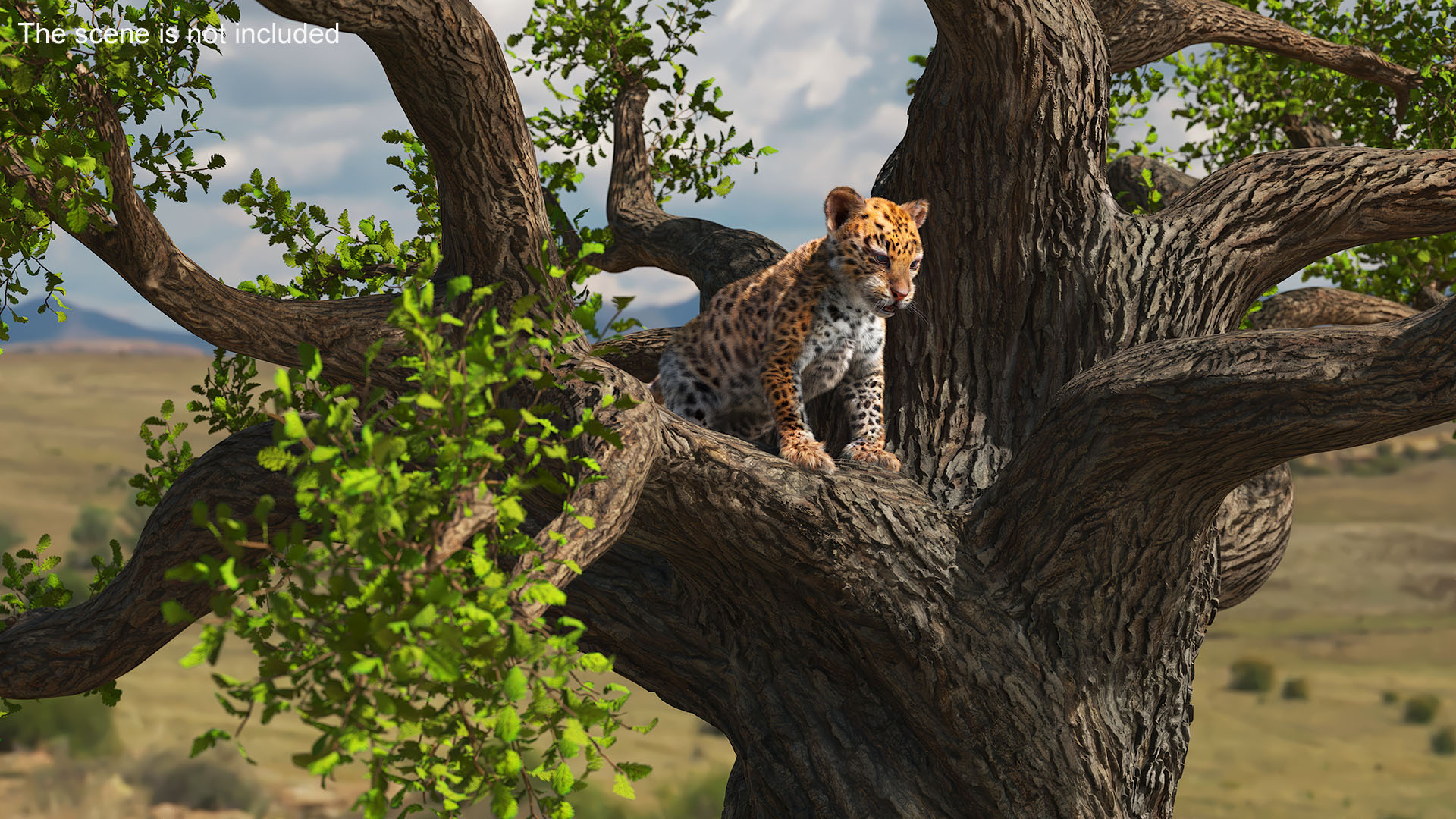 Leopard Cub on Ancient Twisted Tree Fur 3D model