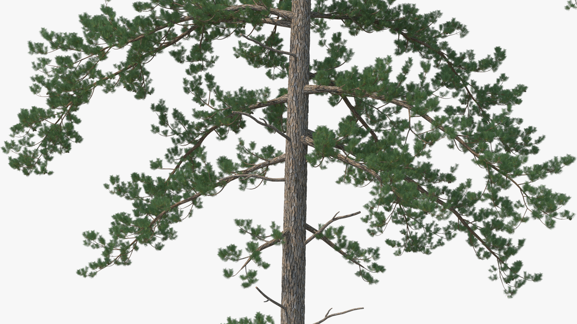 Tree House with One Pine 3D model