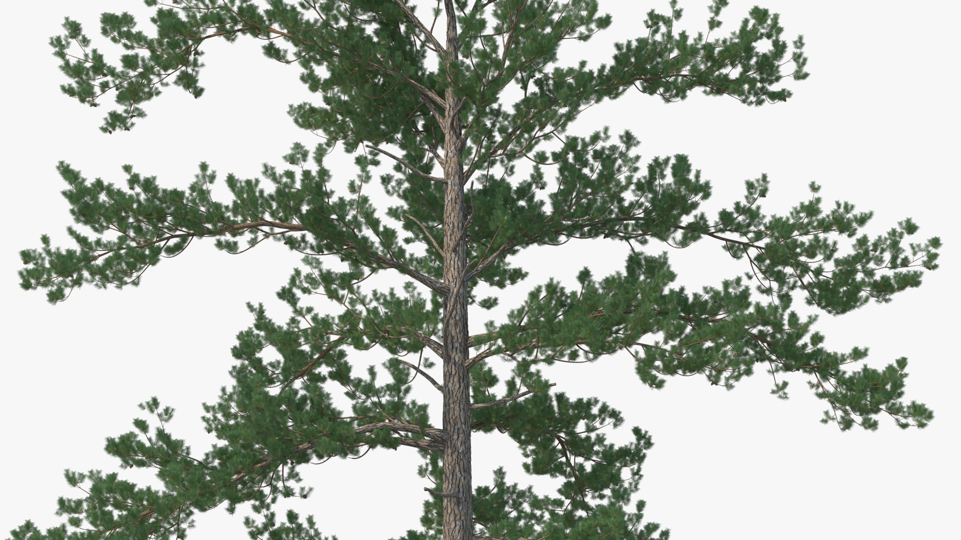 Tree House with One Pine 3D model