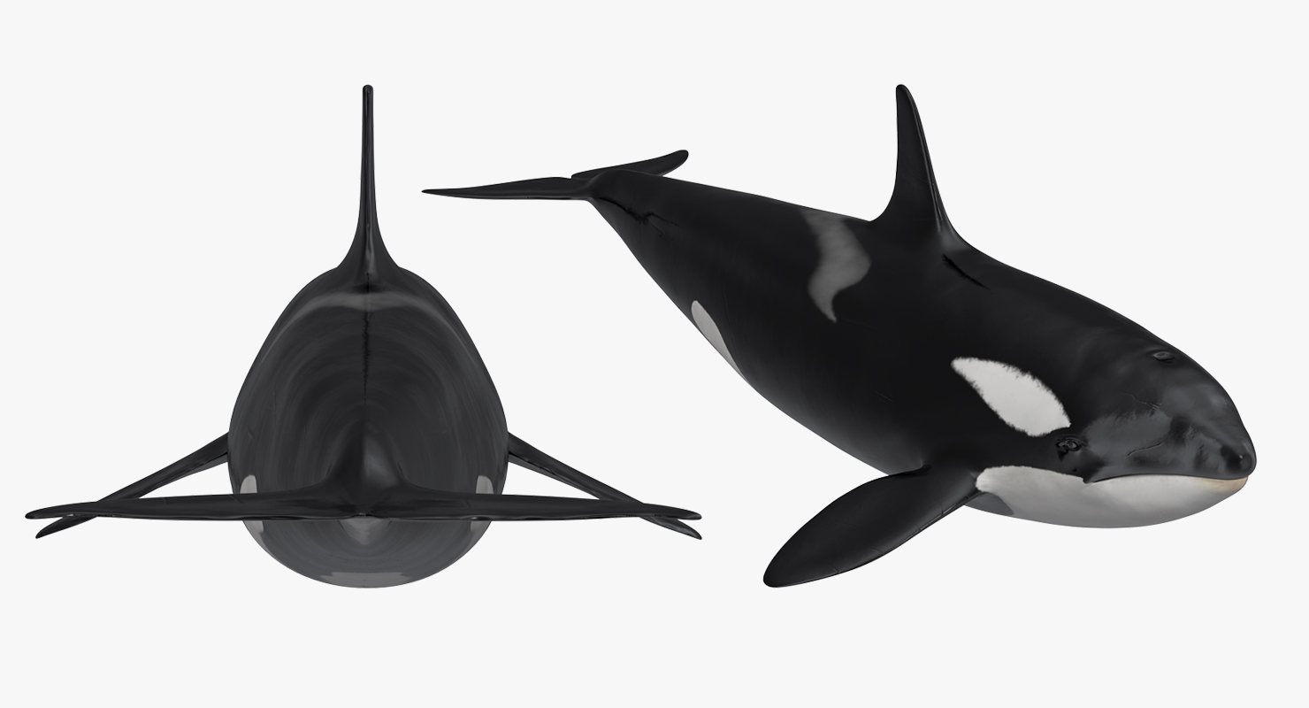 Killer Whale 3D