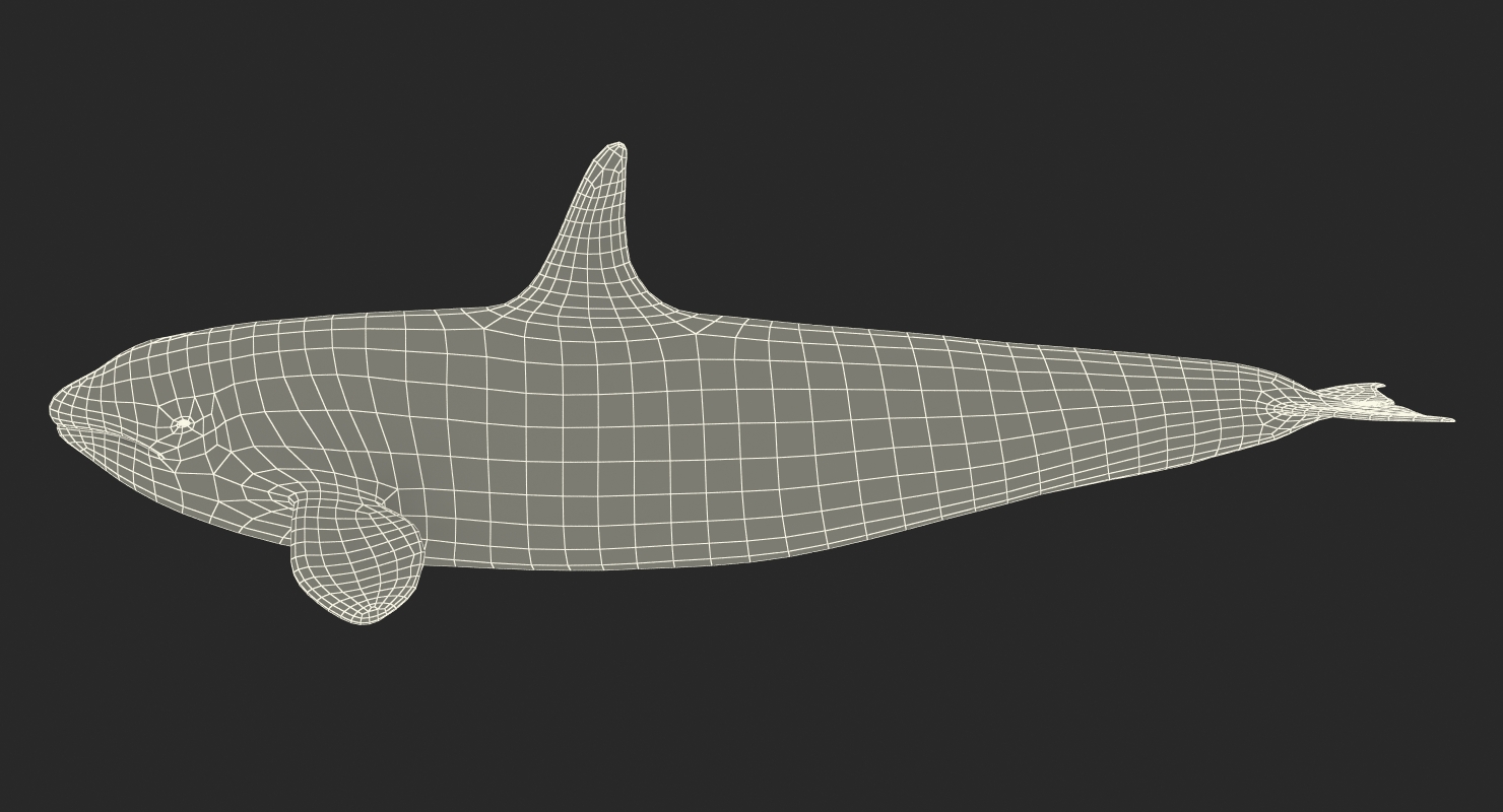 Killer Whale 3D