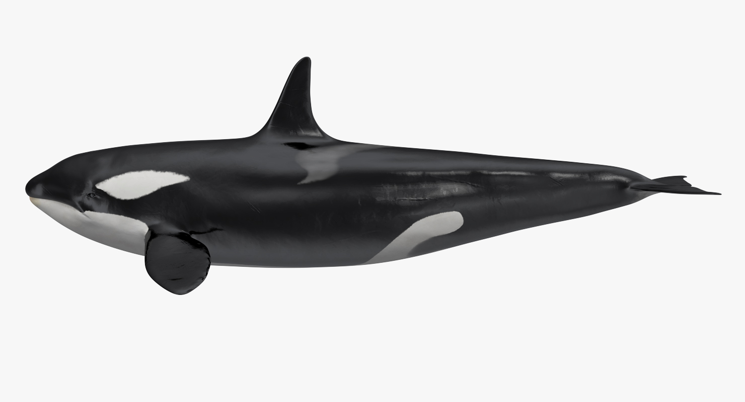 Killer Whale 3D