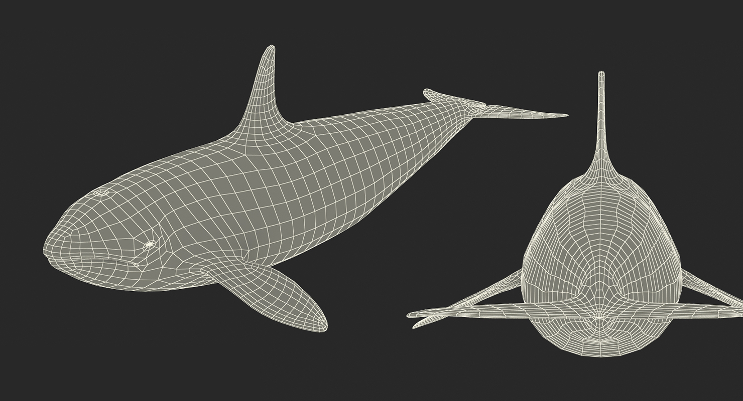 Killer Whale 3D