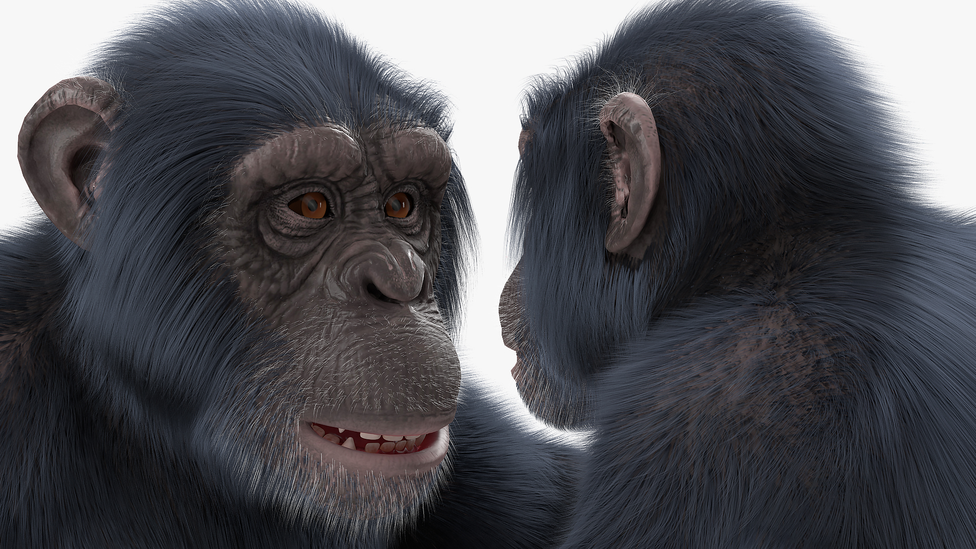 3D Dark Chimpanzee Rigged with Fur