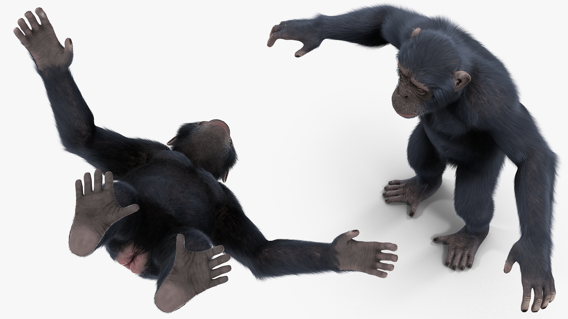 3D Dark Chimpanzee Rigged with Fur