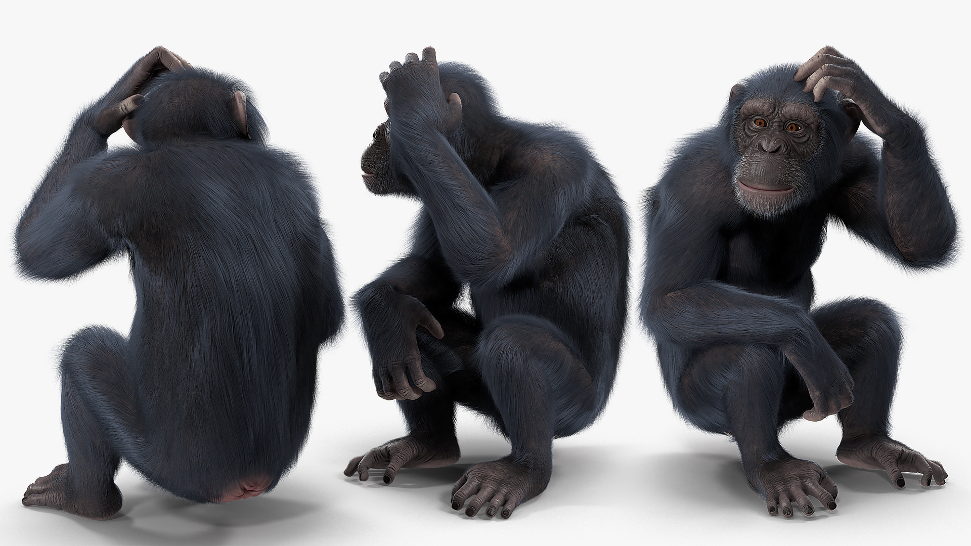 3D Dark Chimpanzee Rigged with Fur