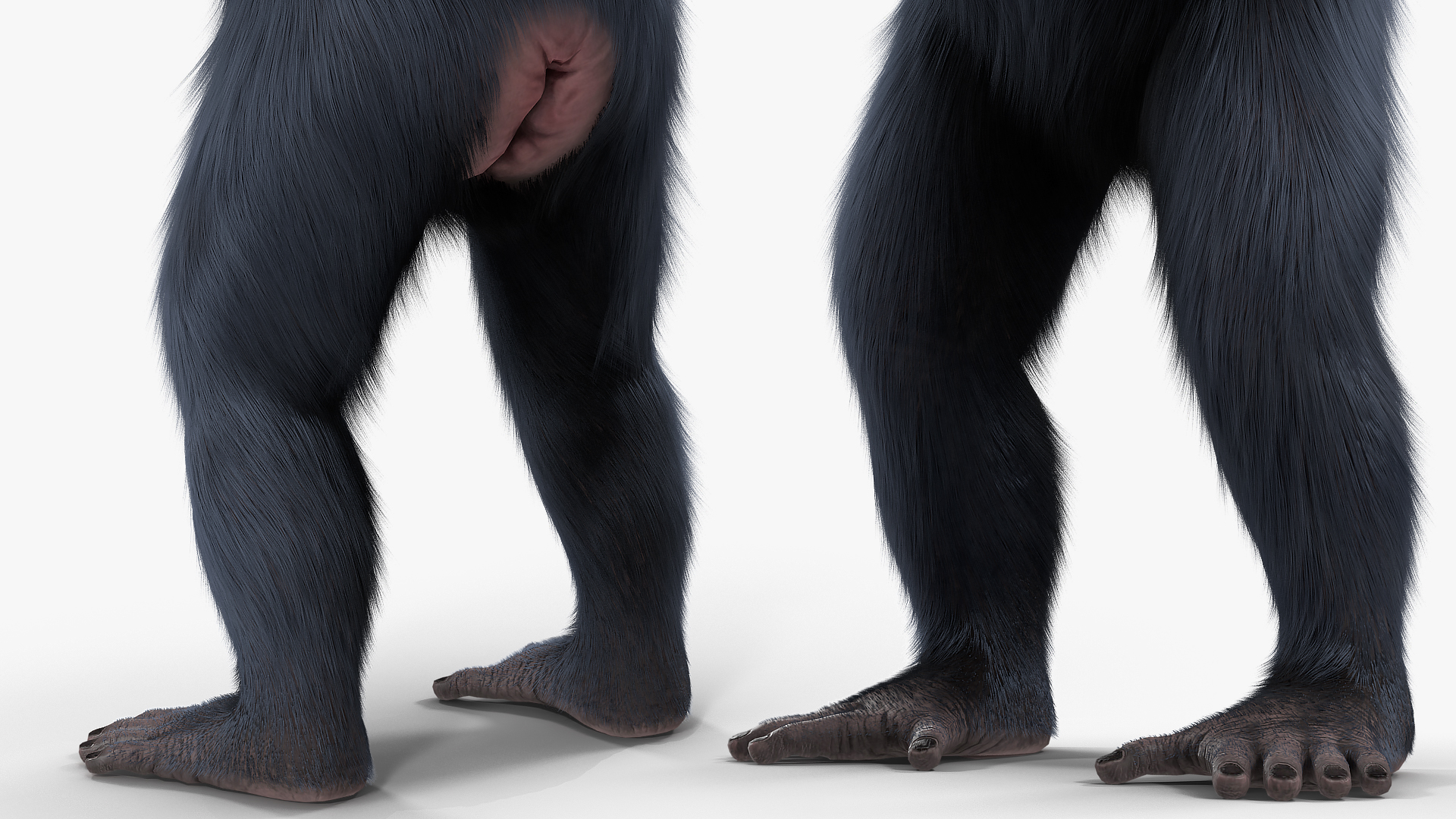 3D Dark Chimpanzee Rigged with Fur