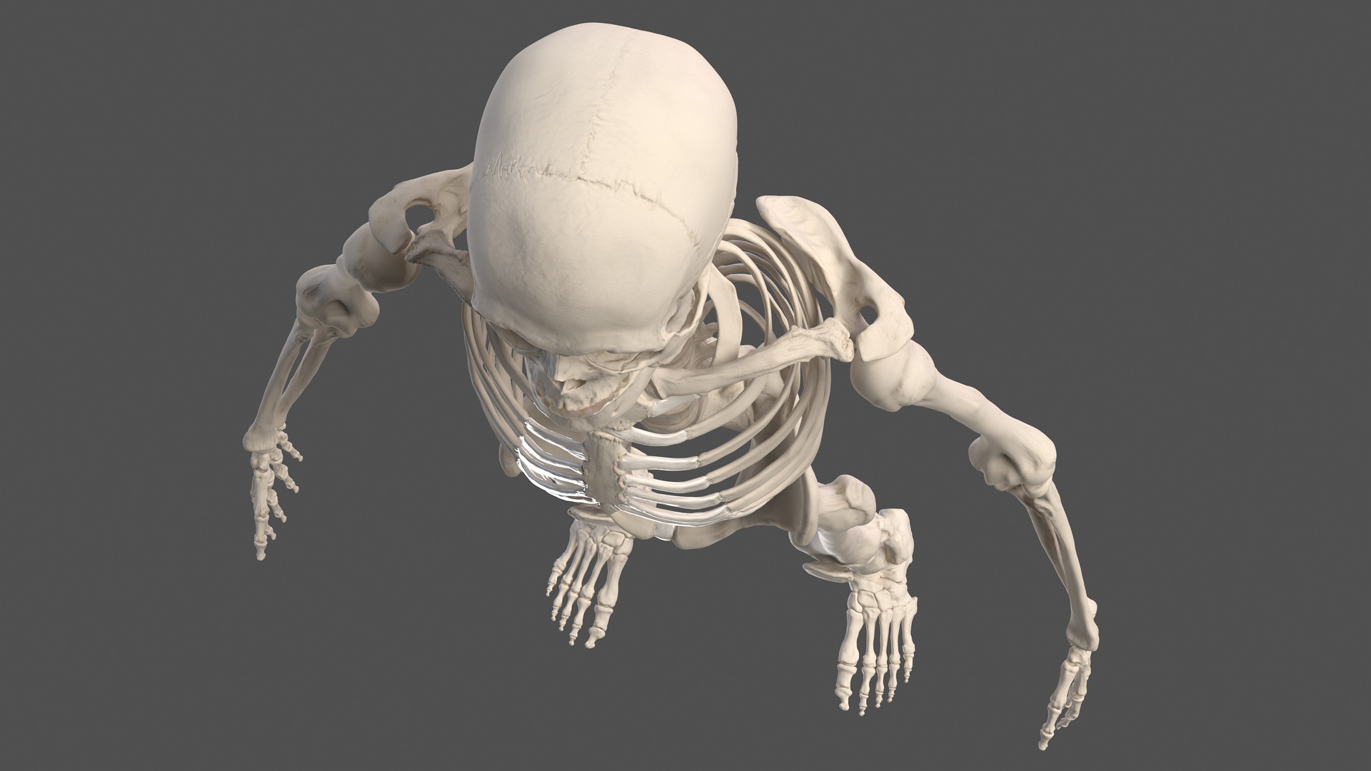 3D Male Skeleton Full Body model